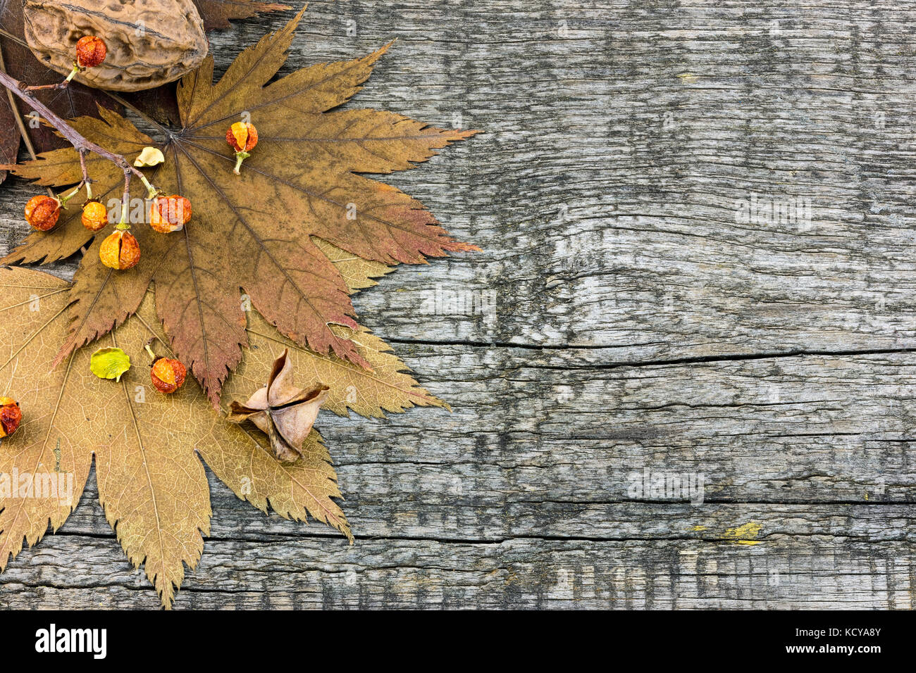L'automne sec de feuilles d'érable, plantes séchées, les noix sur fond de bois rustique Banque D'Images