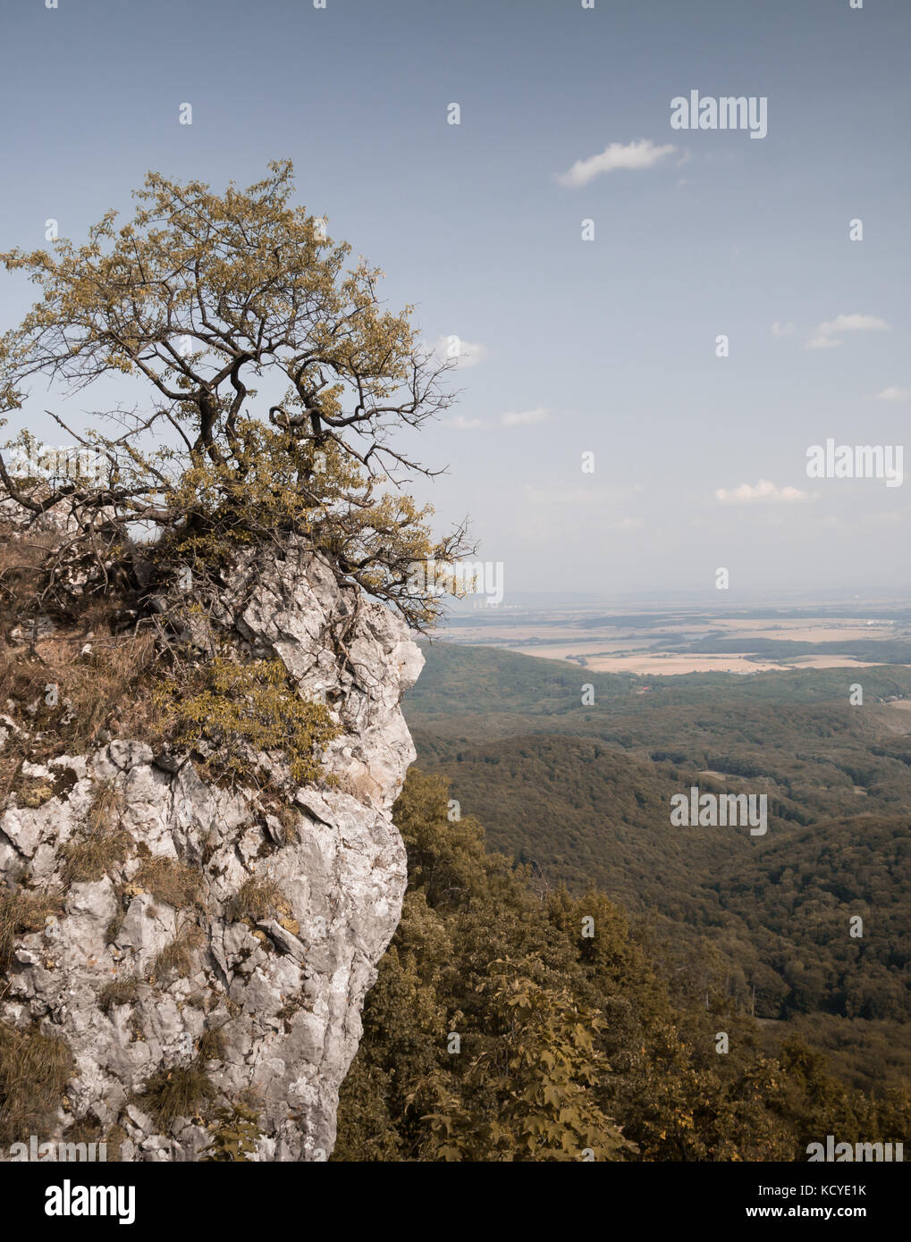 Arbre qui pousse sur des falaises rocheuses de montagne Banque D'Images