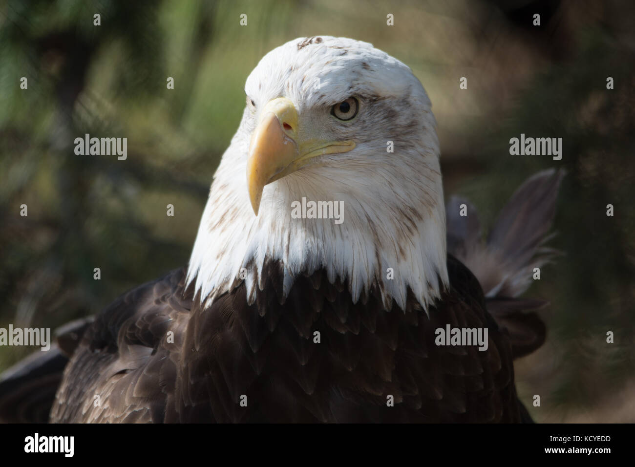 Un stareing eagle avec un arrière-plan blured Banque D'Images