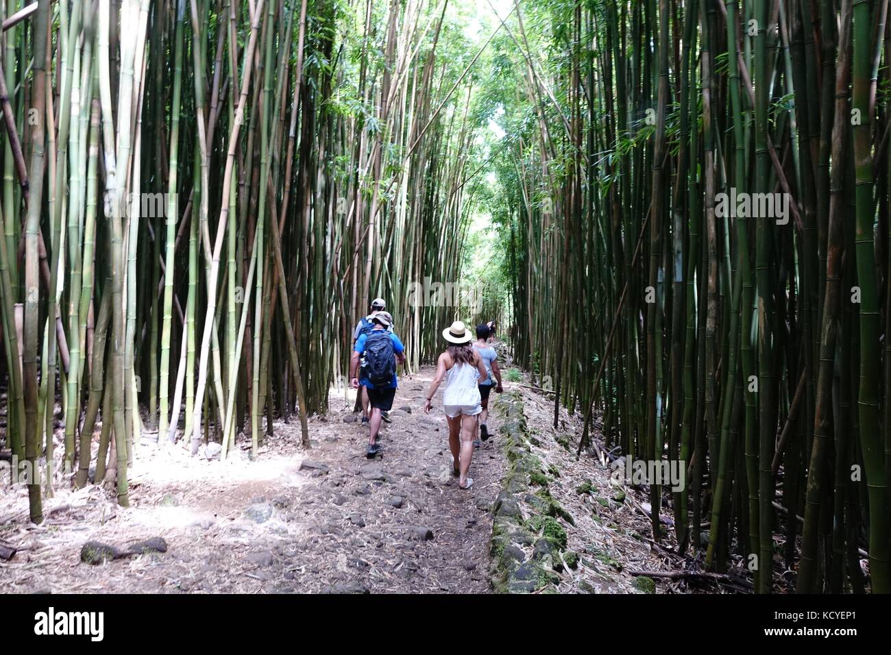 Les randonneurs dans une forêt de bambou sur l'Pipiwai trail de Waimoku falls, Parc National de Haleakala, Kipahulu, Maui Banque D'Images