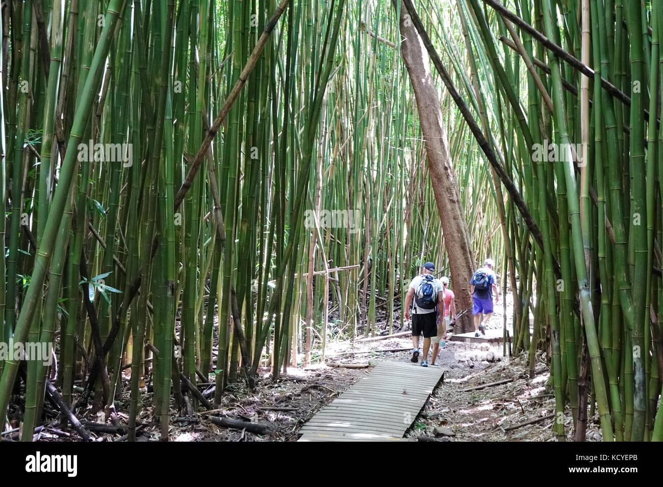 Les randonneurs dans une forêt de bambou sur l'Pipiwai trail de Waimoku falls, Parc National de Haleakala, Kipahulu, Maui Banque D'Images