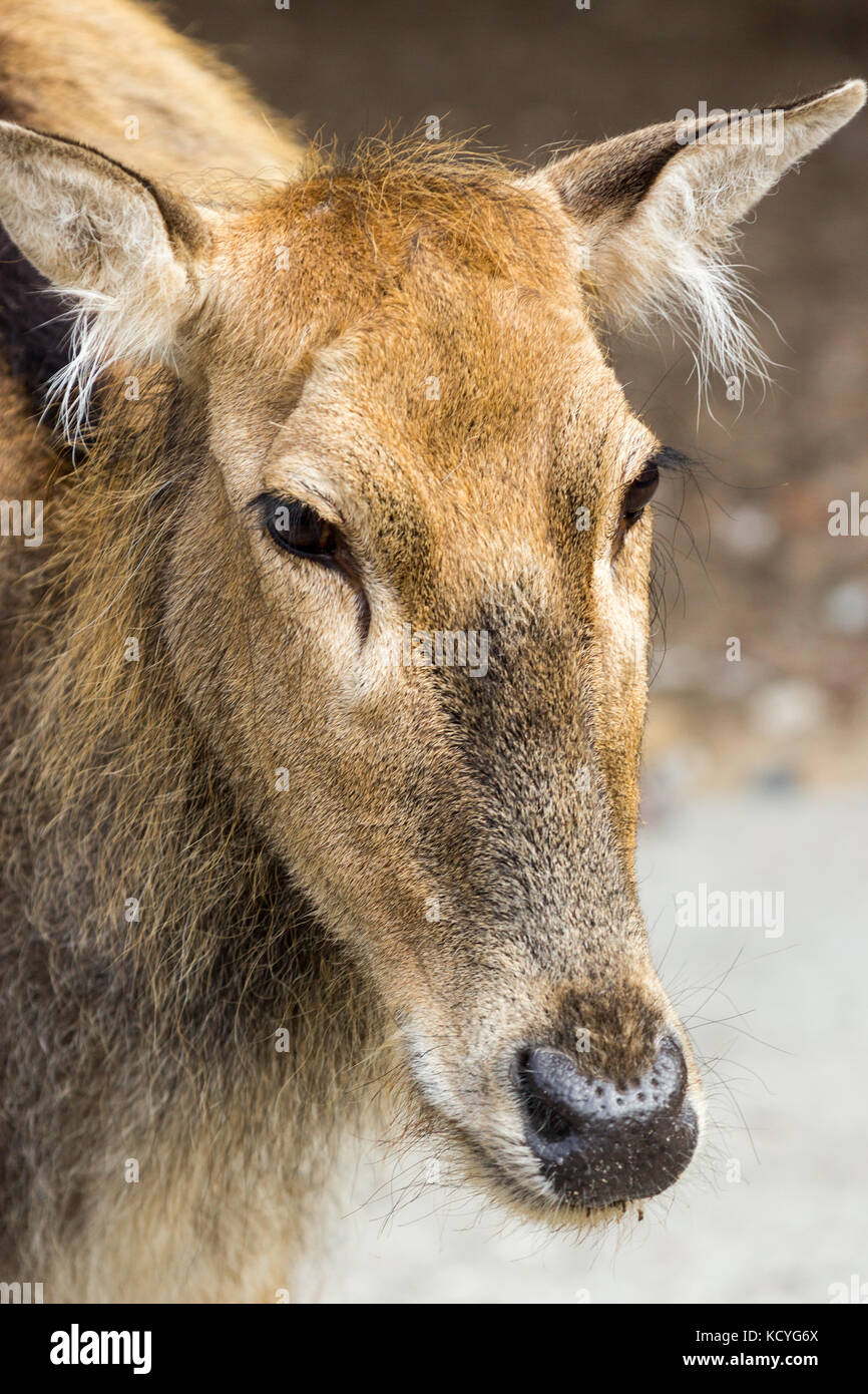 Femme pere davids deer, une chaude journée d'été, posant dans l'enceinte du zoo Banque D'Images