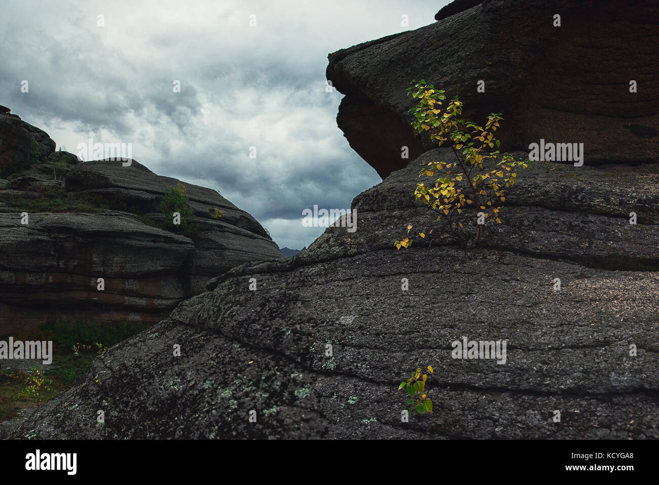 Arbre sur les rochers Banque D'Images