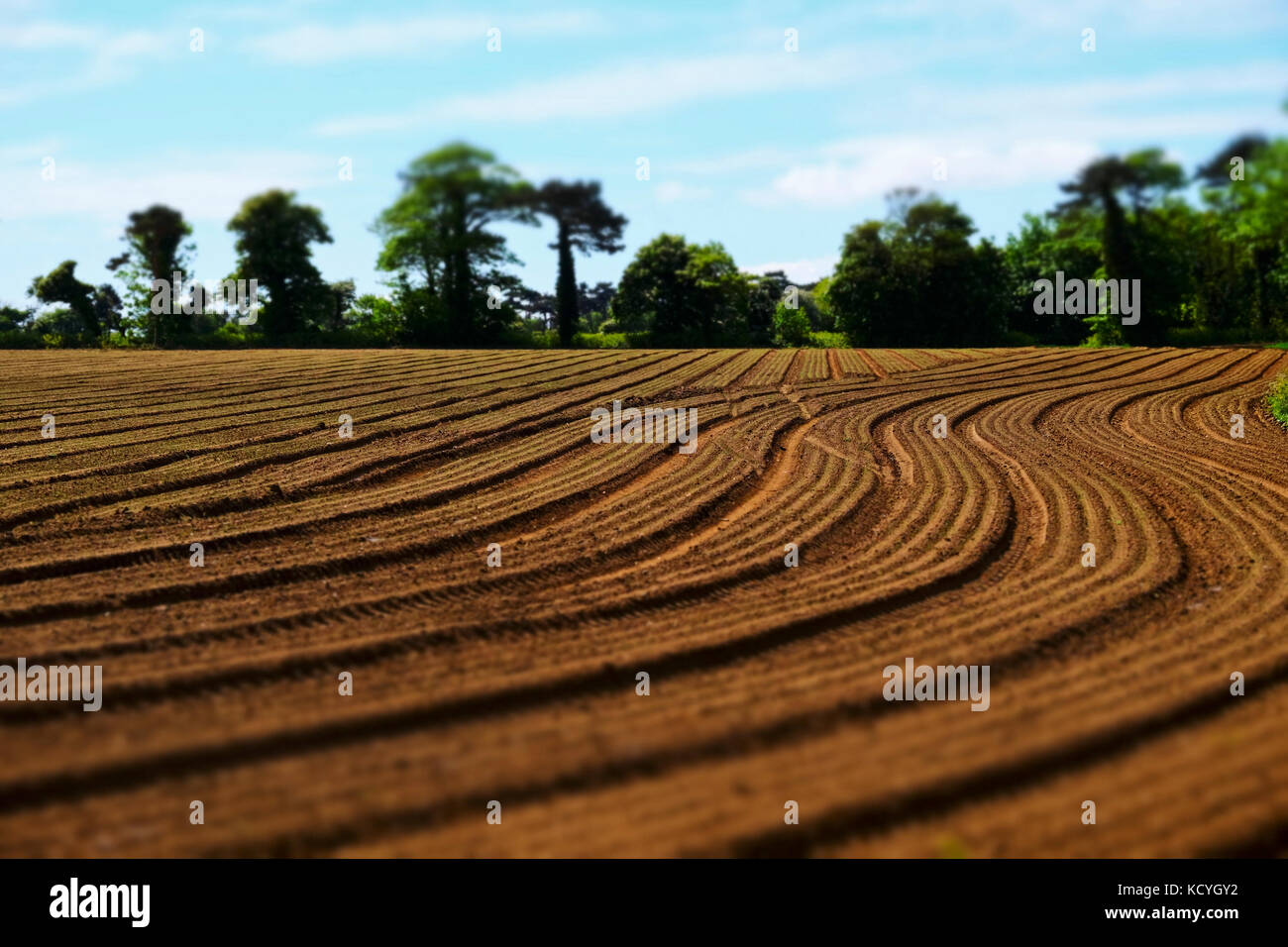 Terres agricoles plantées de cultures d'oignons, de Bawdsey, Suffolk, UK. Banque D'Images