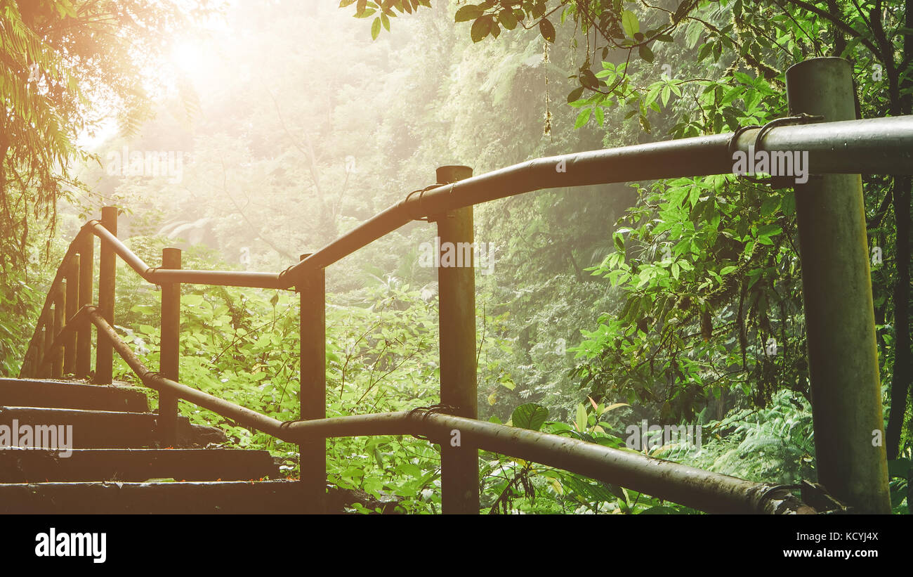 Sentier de randonnée pédestre à travers la jungle brumeuse à la lumière solaire par commming Banque D'Images