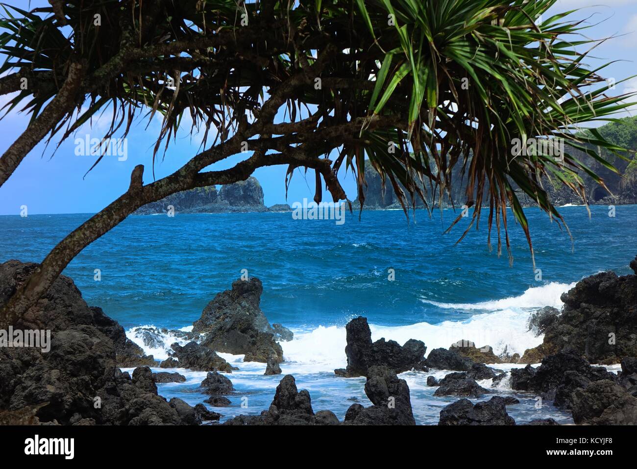 Les vagues déferlent dans des roches de lave sur la côte, tandis qu'un arbre hala monte la garde, Keanae peninsula Banque D'Images