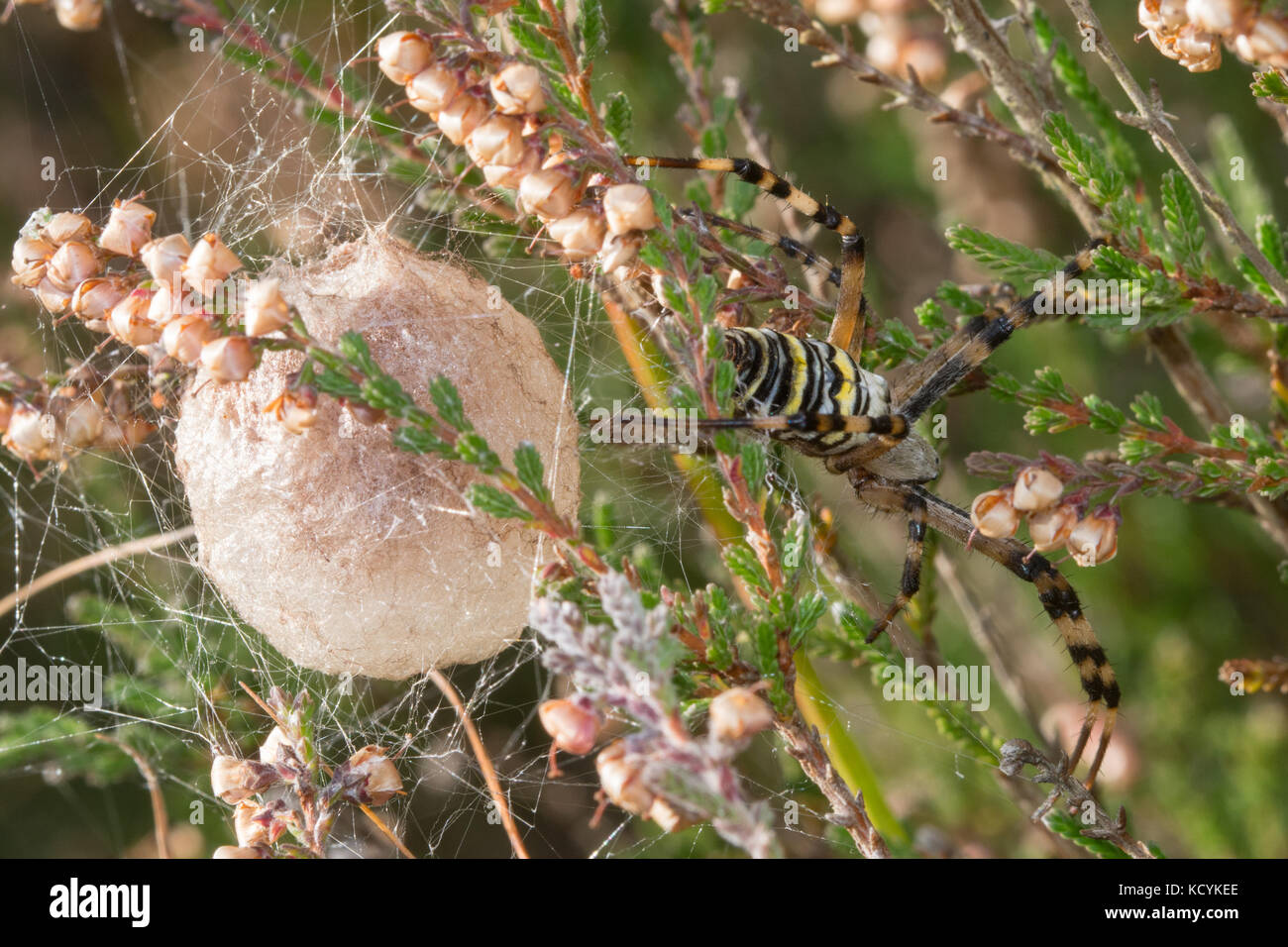 Araignée de guêpe femelle (Argiope bruennichi) qui garde son sac d'œufs, Royaume-Uni Banque D'Images