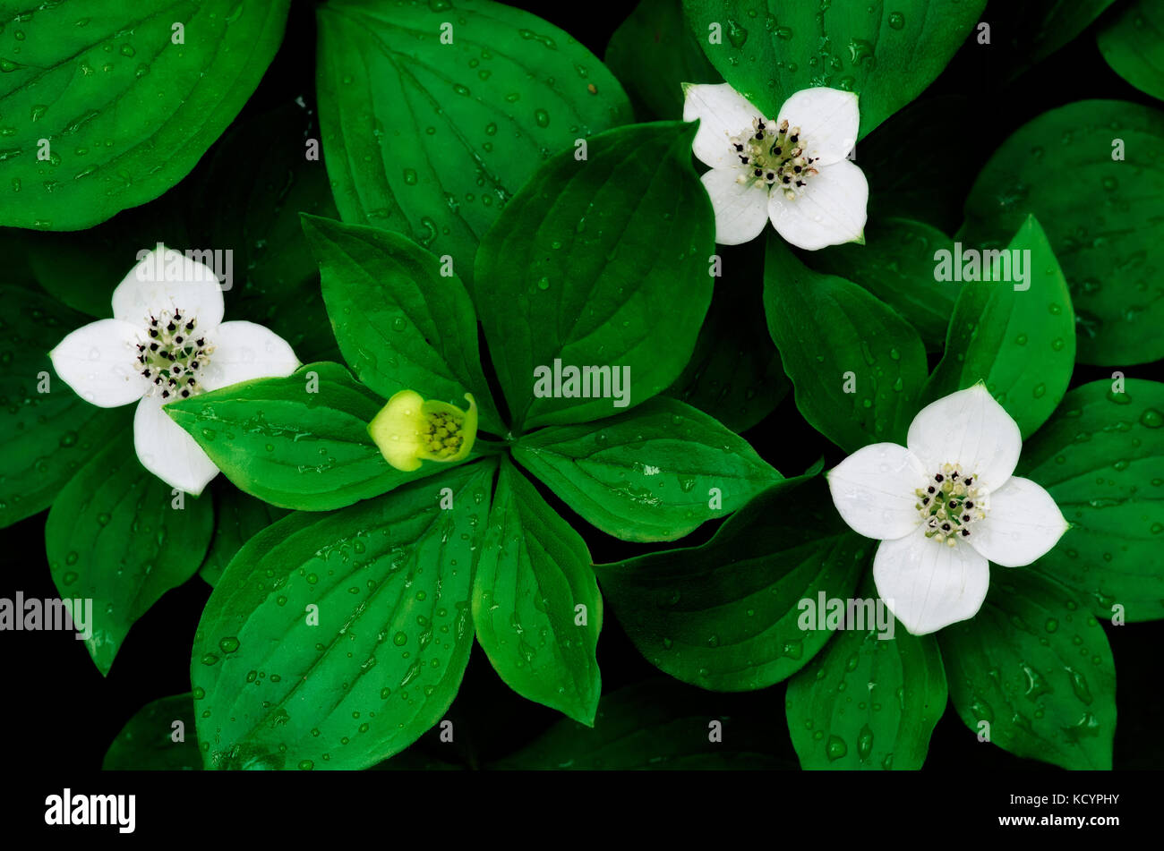 Le cornouiller du Canada, Cornus canadensis, fleurs, Prince Edward Island, canada Banque D'Images