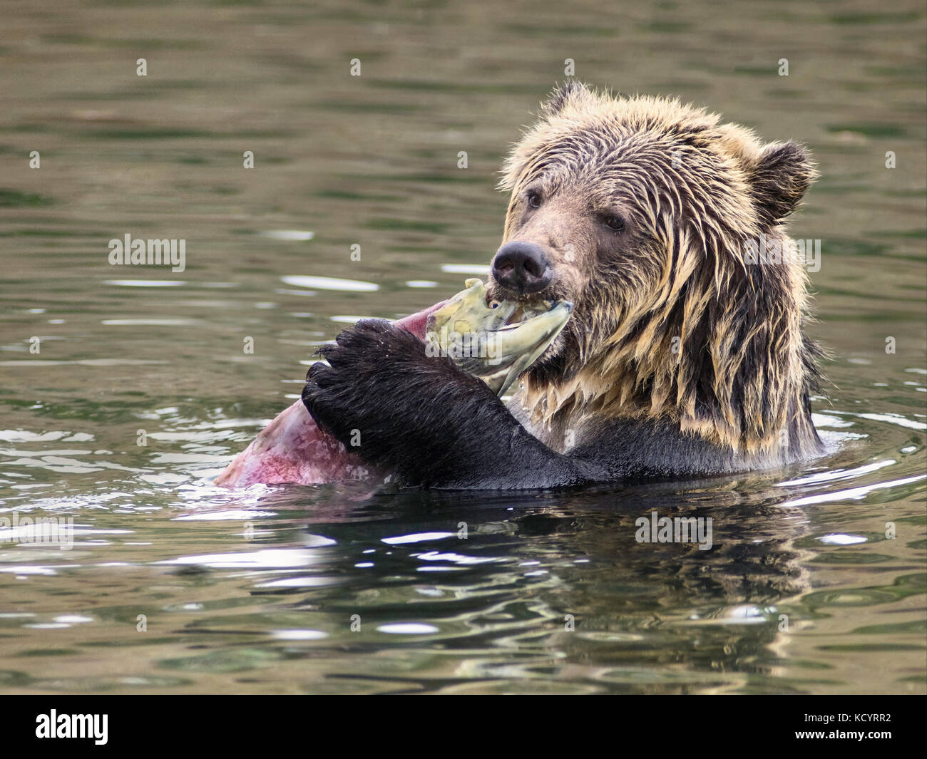 Ours grizzli (Ursus arctos horribilis), Sub-Adult, dans l'eau d'alimentation enchaînée sur le saumon sockeye (Oncorhynchus nerka), Centre de la Colombie-Britannique, Canada Banque D'Images