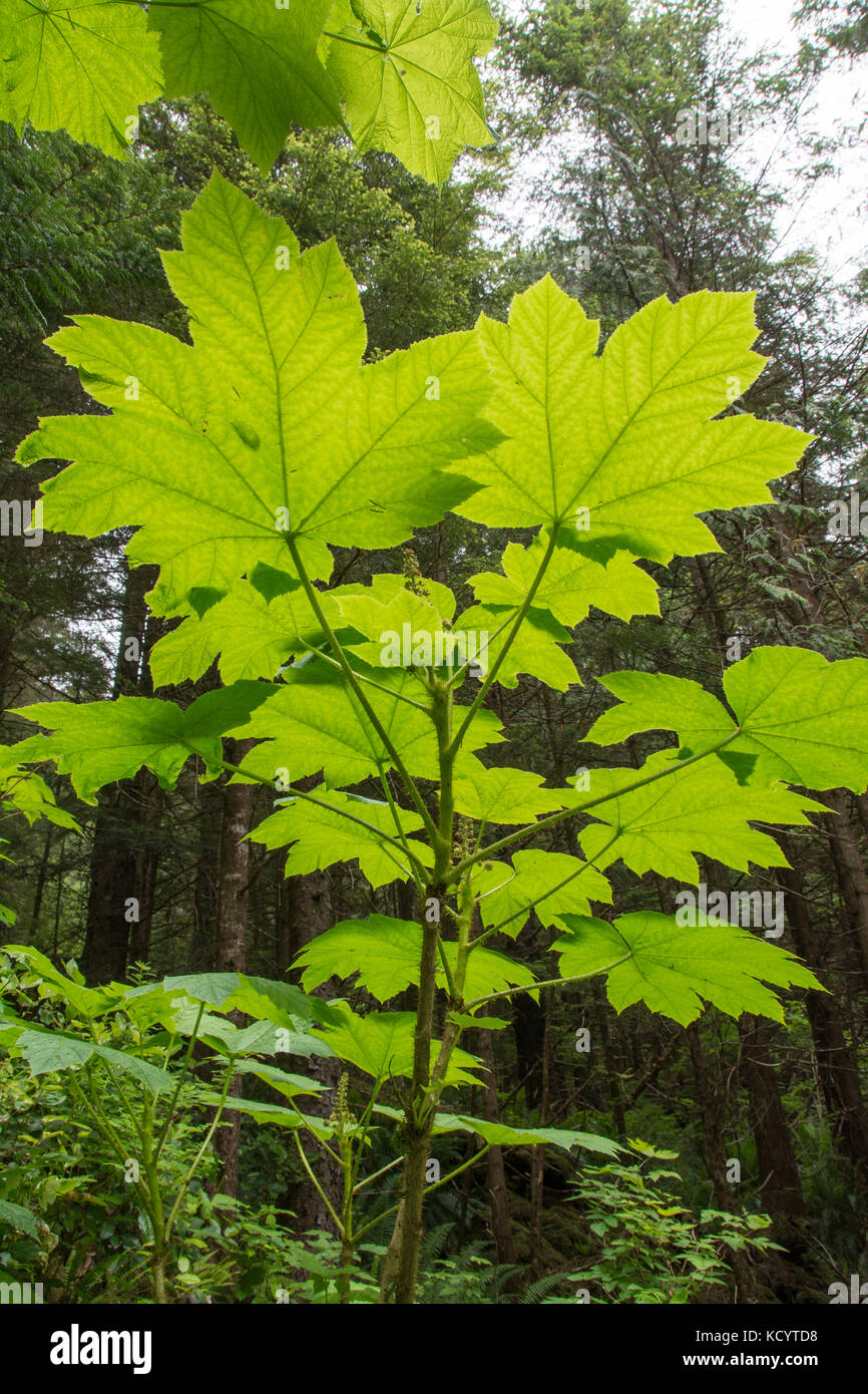 L'aralie ou devil's walking stick, Oplopanax horridus, Haida Gwaii, anciennement connu sous le nom de Queen Charlotte Islands, British Columbia, Canada Banque D'Images