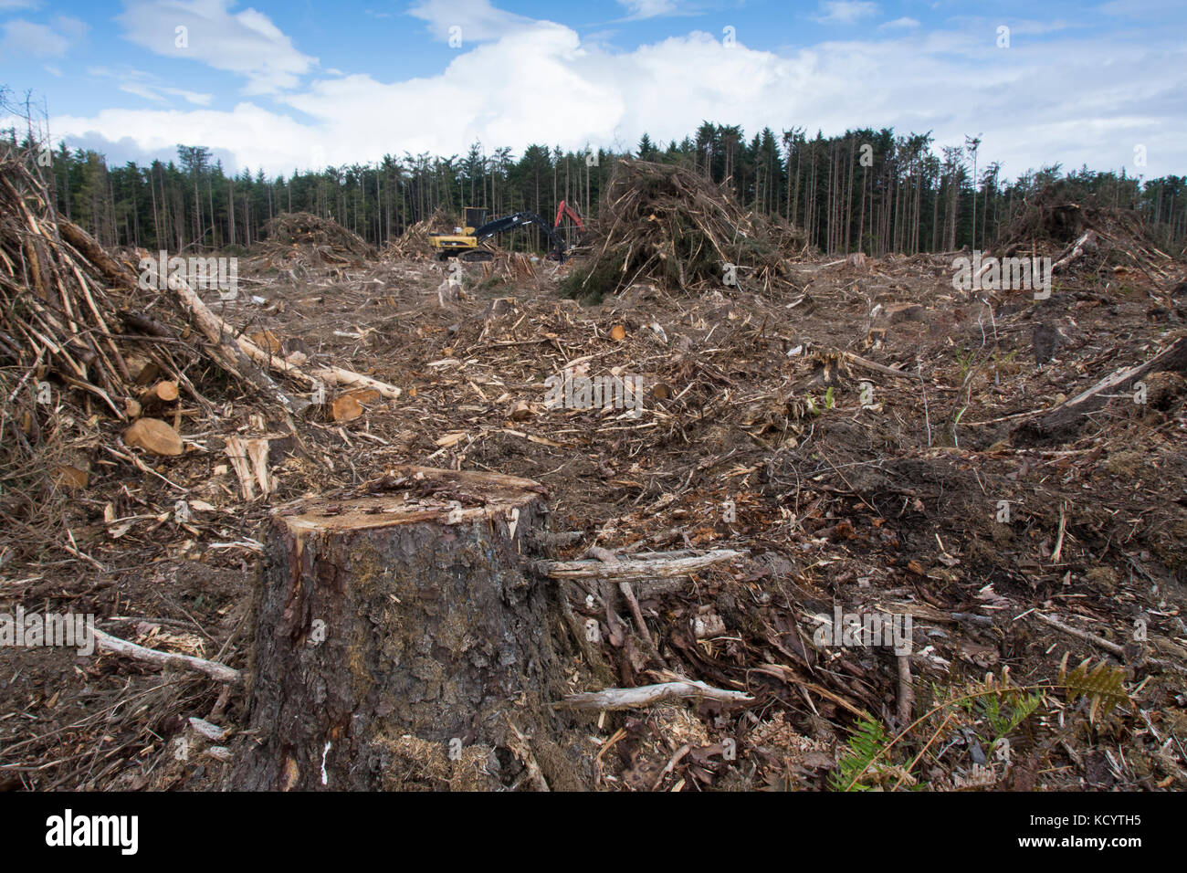 Zone de coupe à blanc sur l'île Moresby, Haida Gwaii, anciennement connu sous le nom de Queen Charlotte Islands, British Columbia, Canada Banque D'Images