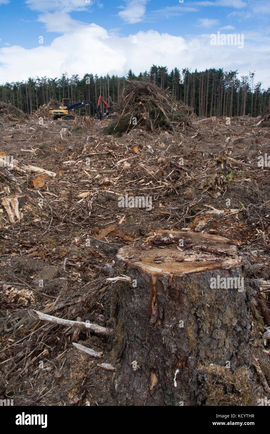 Zone de coupe à blanc sur l'île Moresby, Haida Gwaii, anciennement connu sous le nom de Queen Charlotte Islands, British Columbia, Canada Banque D'Images