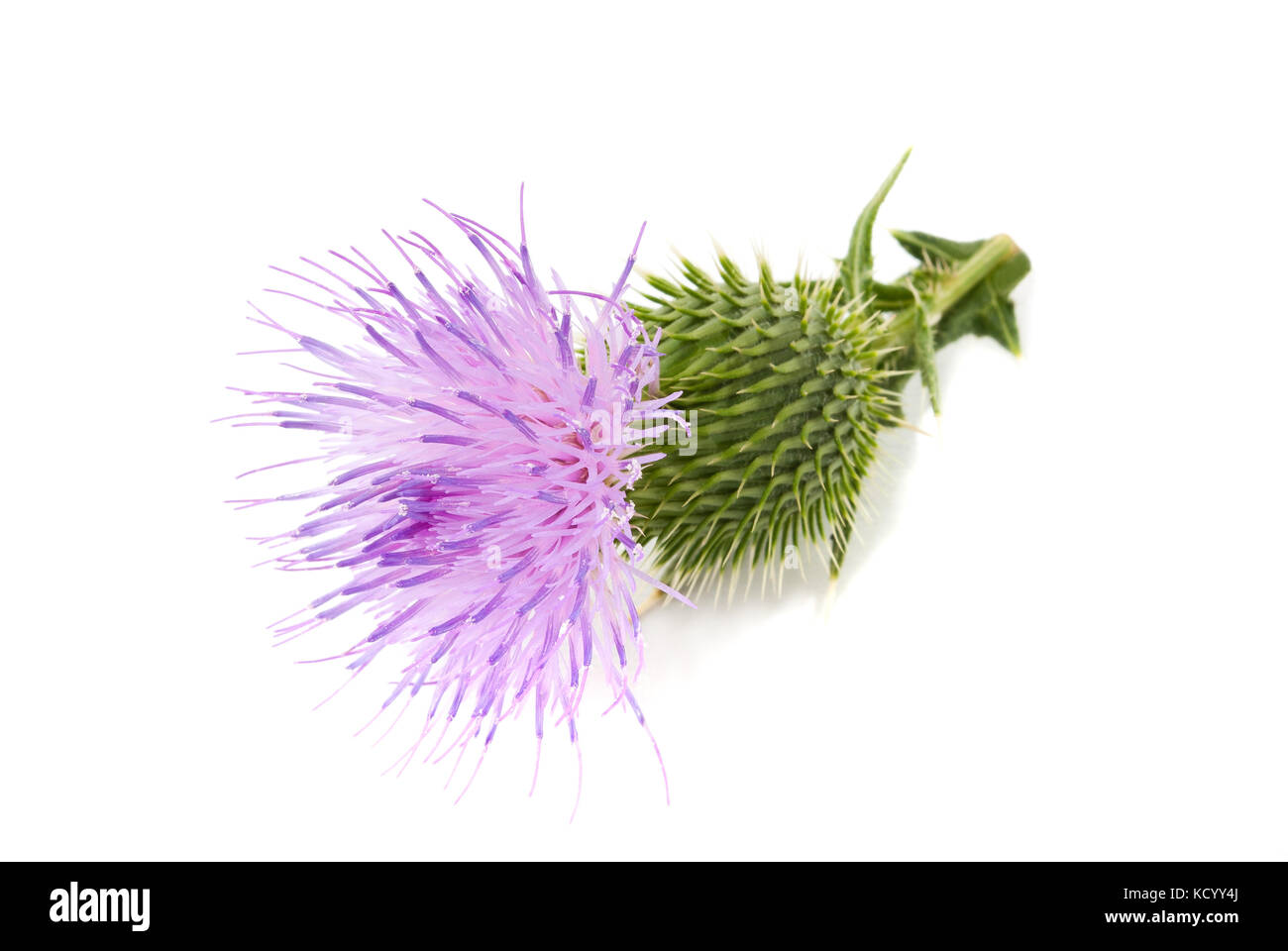 Milk thistle flower isolated on white background Banque D'Images