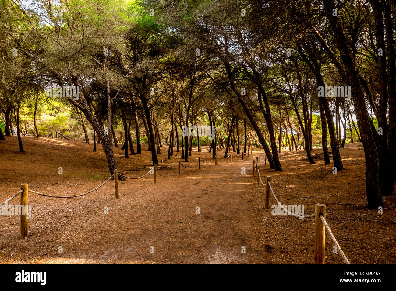 Une corde avec sentier pédestre clôturé les arbres inclinés par un petit parc naturel de Can Picafort à Alcudia, Majorque Banque D'Images