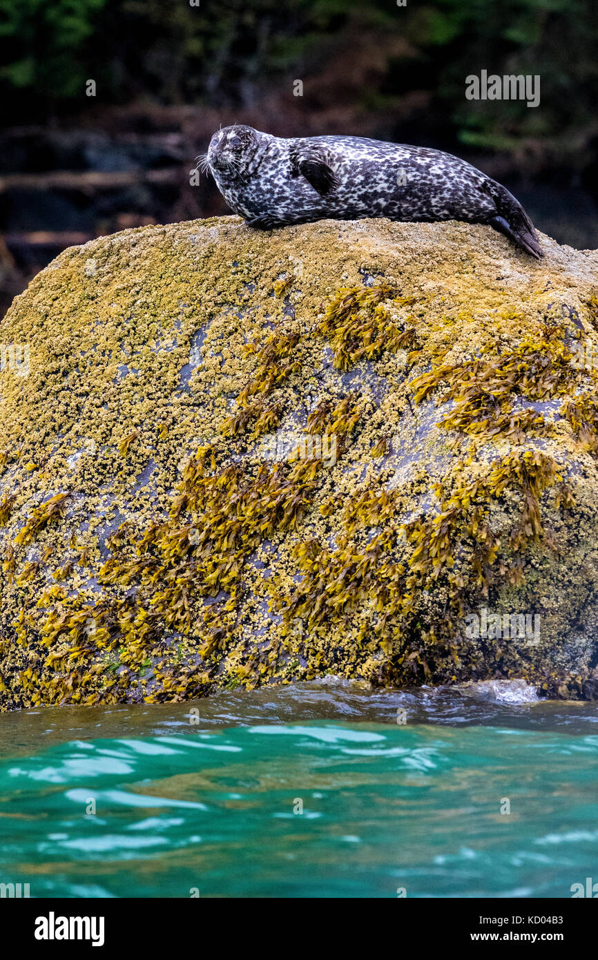Phoque commun sur un rocher dans la belle ville de Knight Inlet, British Columbia, canada Banque D'Images