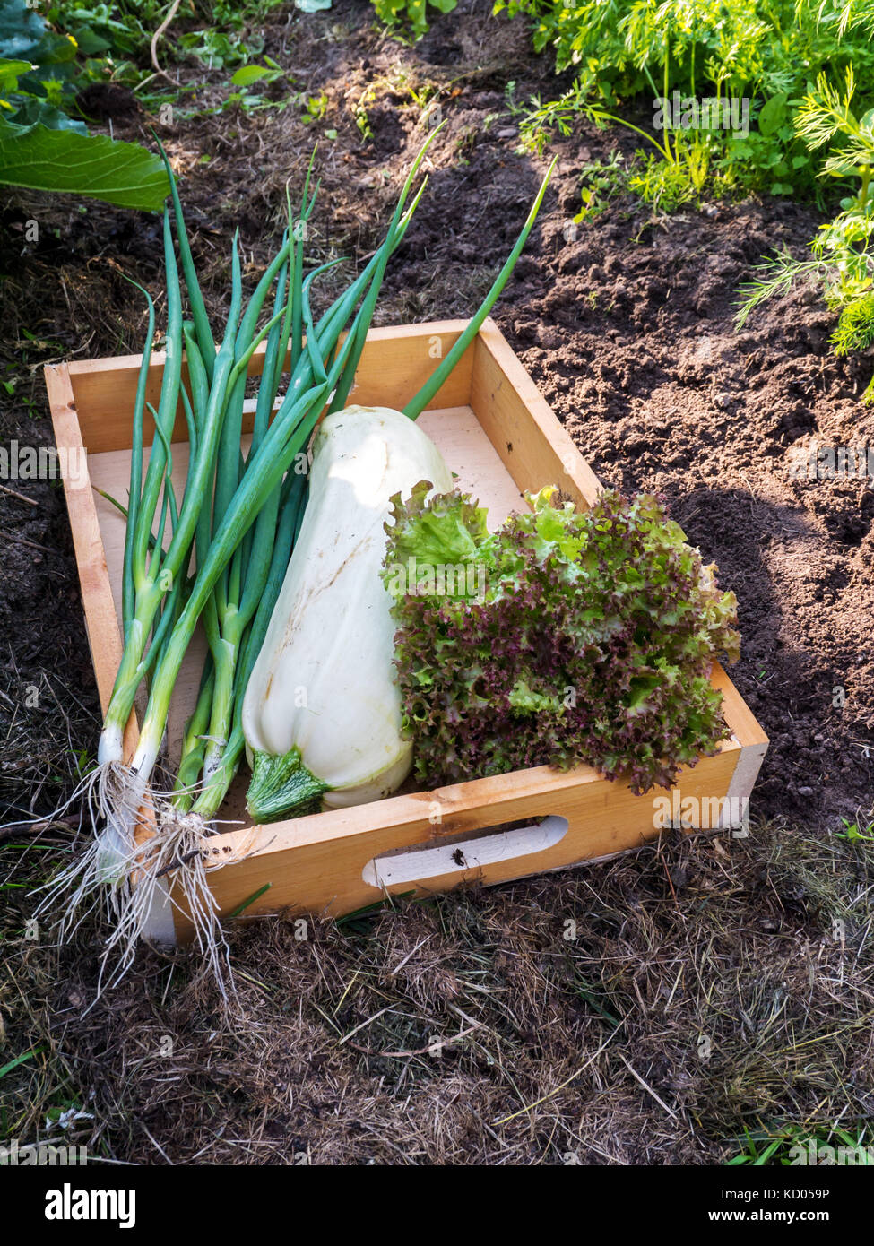 Courgette, salade de laitue lollo rosso et de l'oignon vert dans la boîte en bois dans le jardin de légumes biologiques Banque D'Images