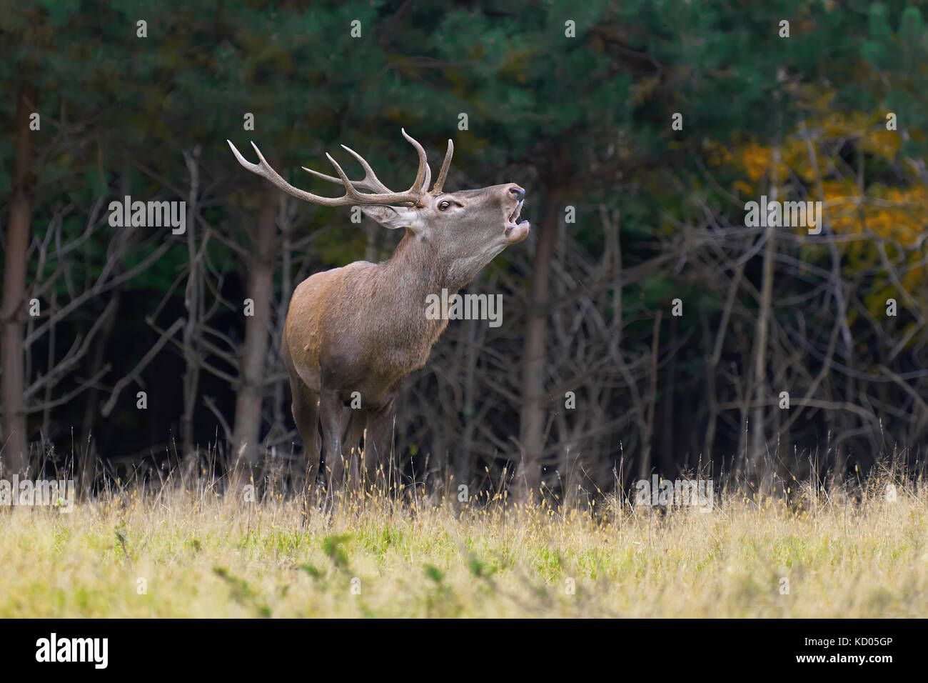 Portrait de majestic red deer stag adultes puissants dans l'environnement naturel Banque D'Images