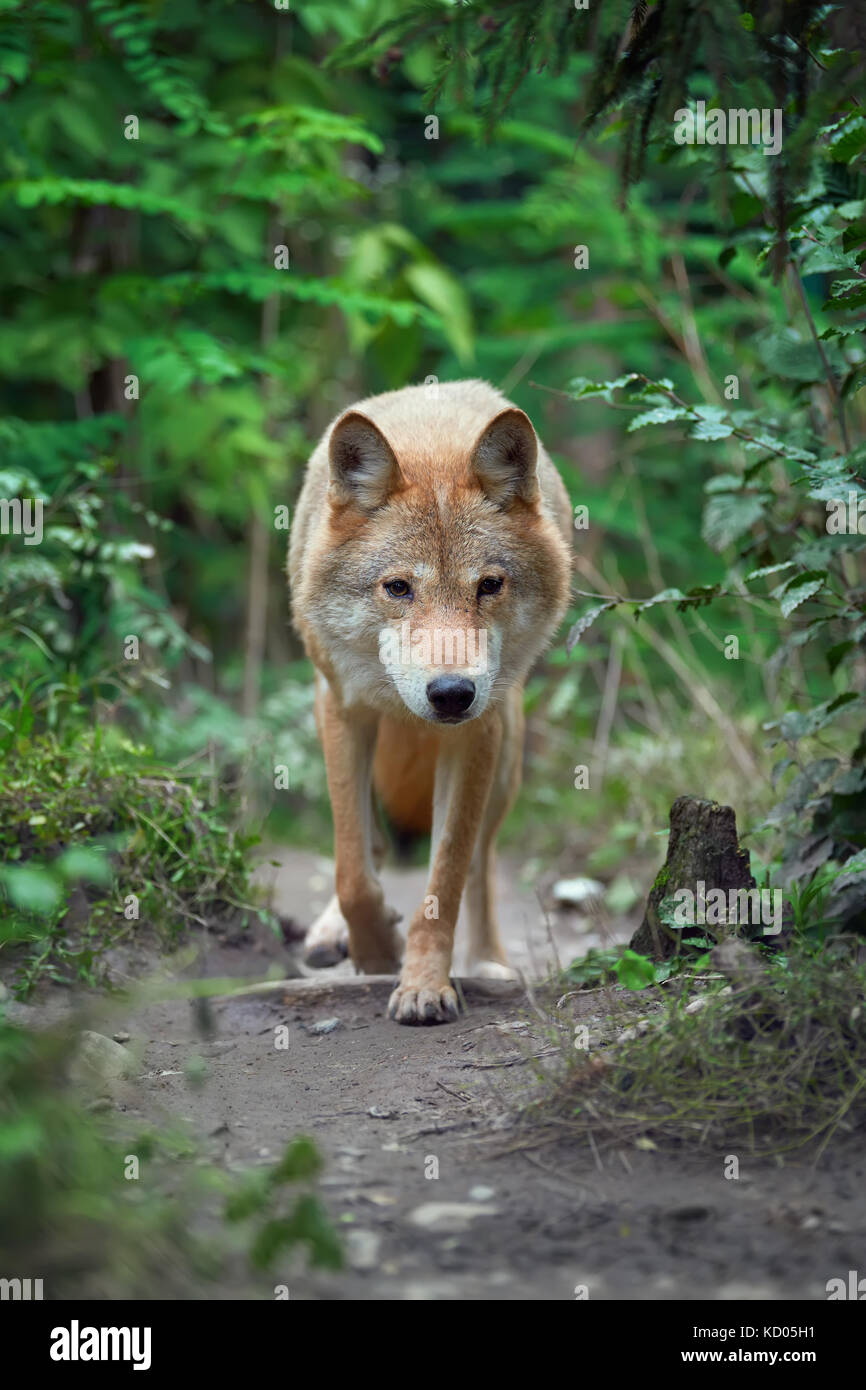 Le loup chasse dans la forêt Banque D'Images