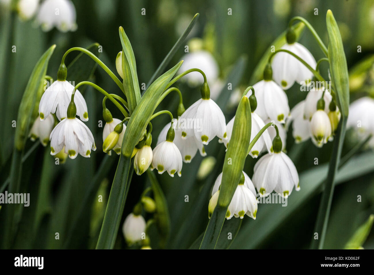 Leucojum aestivum, flocon de neige d'été ou Loddon Lily, fleurissant dans un jardin Banque D'Images