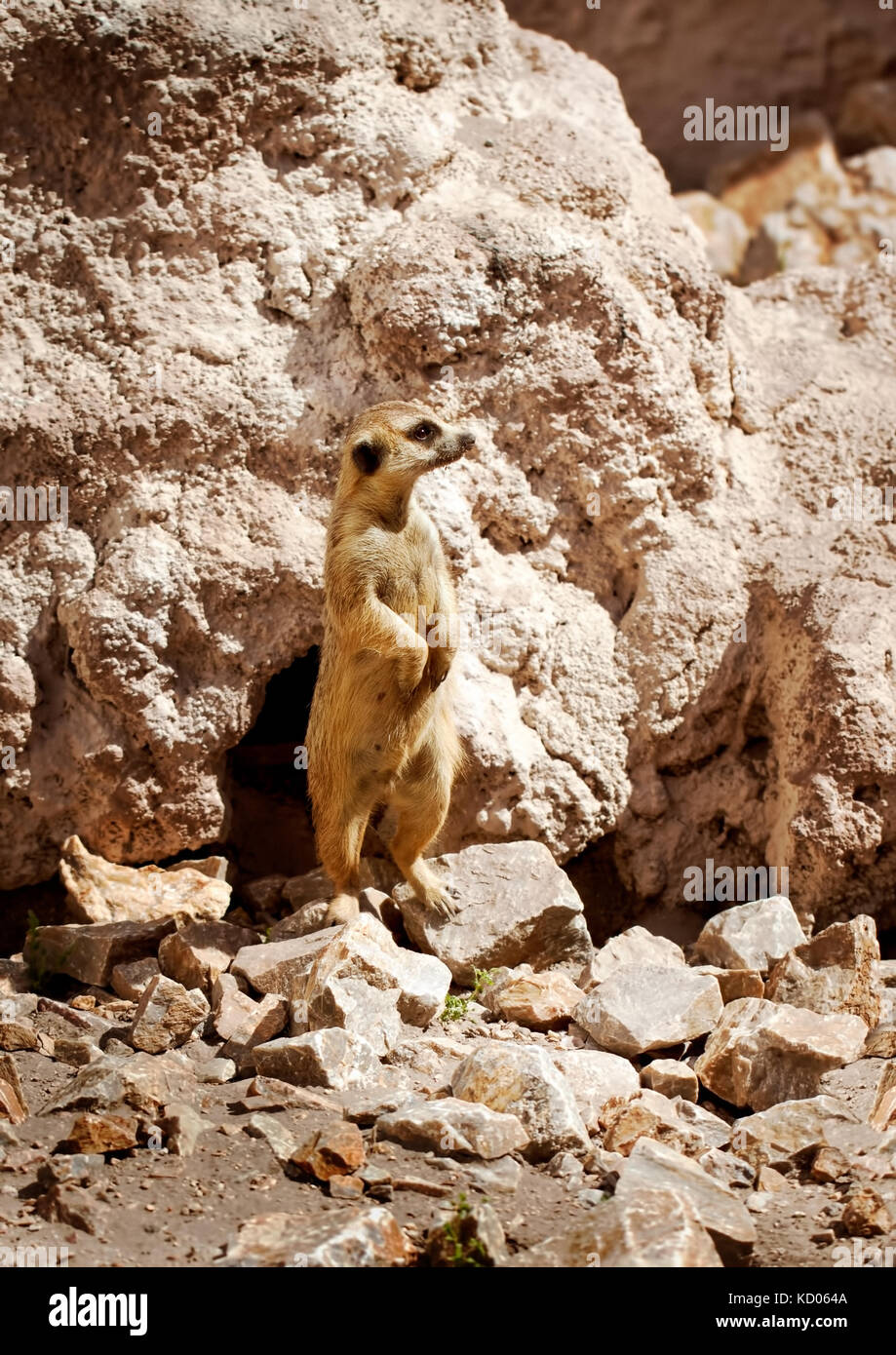 Meerkat debout à côté de son trou Banque D'Images
