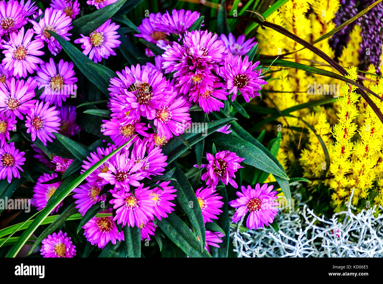 Purple fleurs daisy automnales (aster) et golden heather (Erica carnea) Banque D'Images