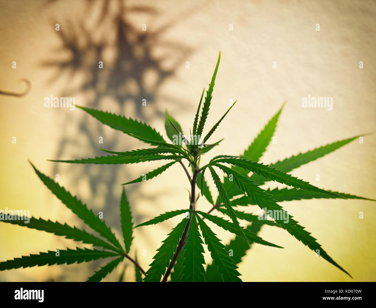 Vue artistique sur un plant de cannabis ou chanvre. Banque D'Images