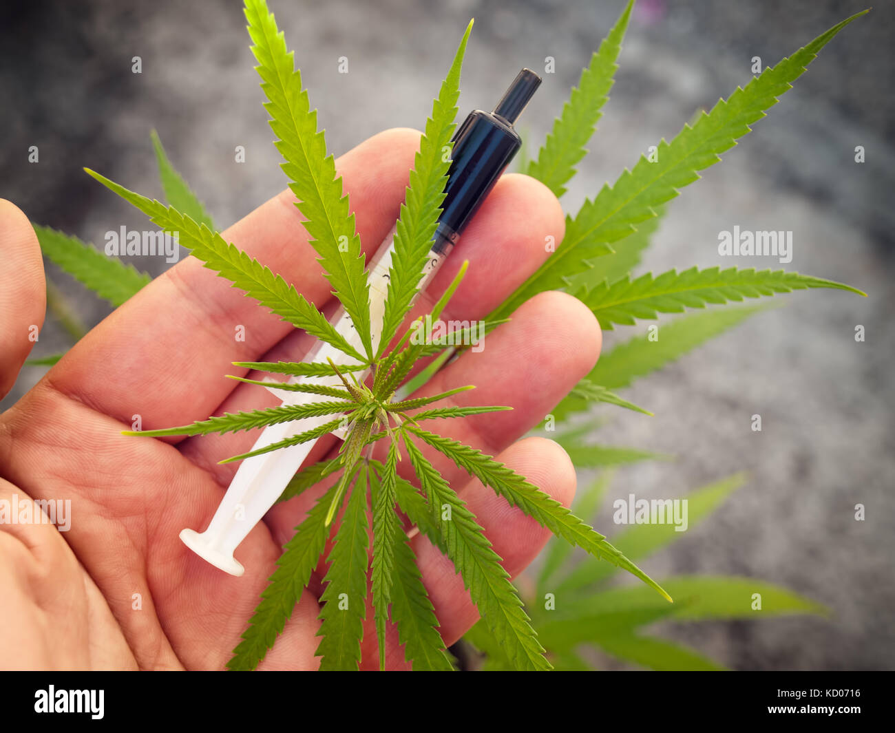 Seringue avec du cannabis ou de l'huile de chanvre sur un Palm. Banque D'Images