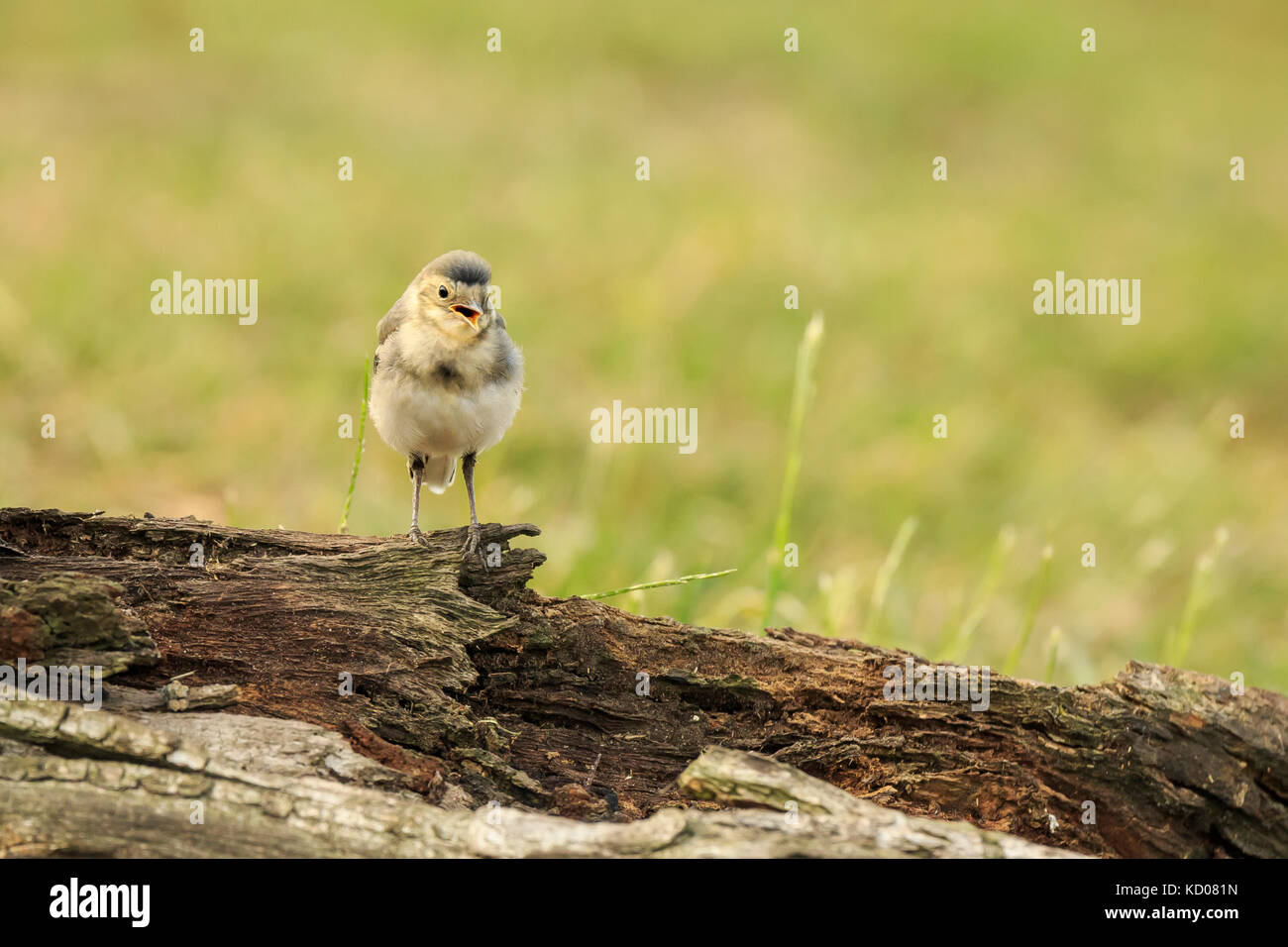 Gros plan d'une jeune bergeronnette printanière, Motacilla alba. un oiseau blanc, gris et noir plumes, les jeunes oiseaux sont le jaune, le blanc est la bergeronnette Banque D'Images