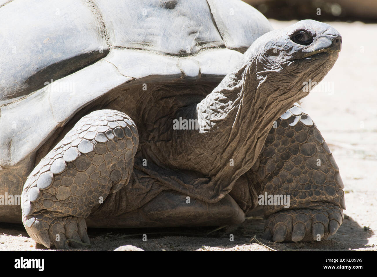 Tortue géante d'Aldabra (aldabrachelys gigantea), Praslin, seychelles Banque D'Images