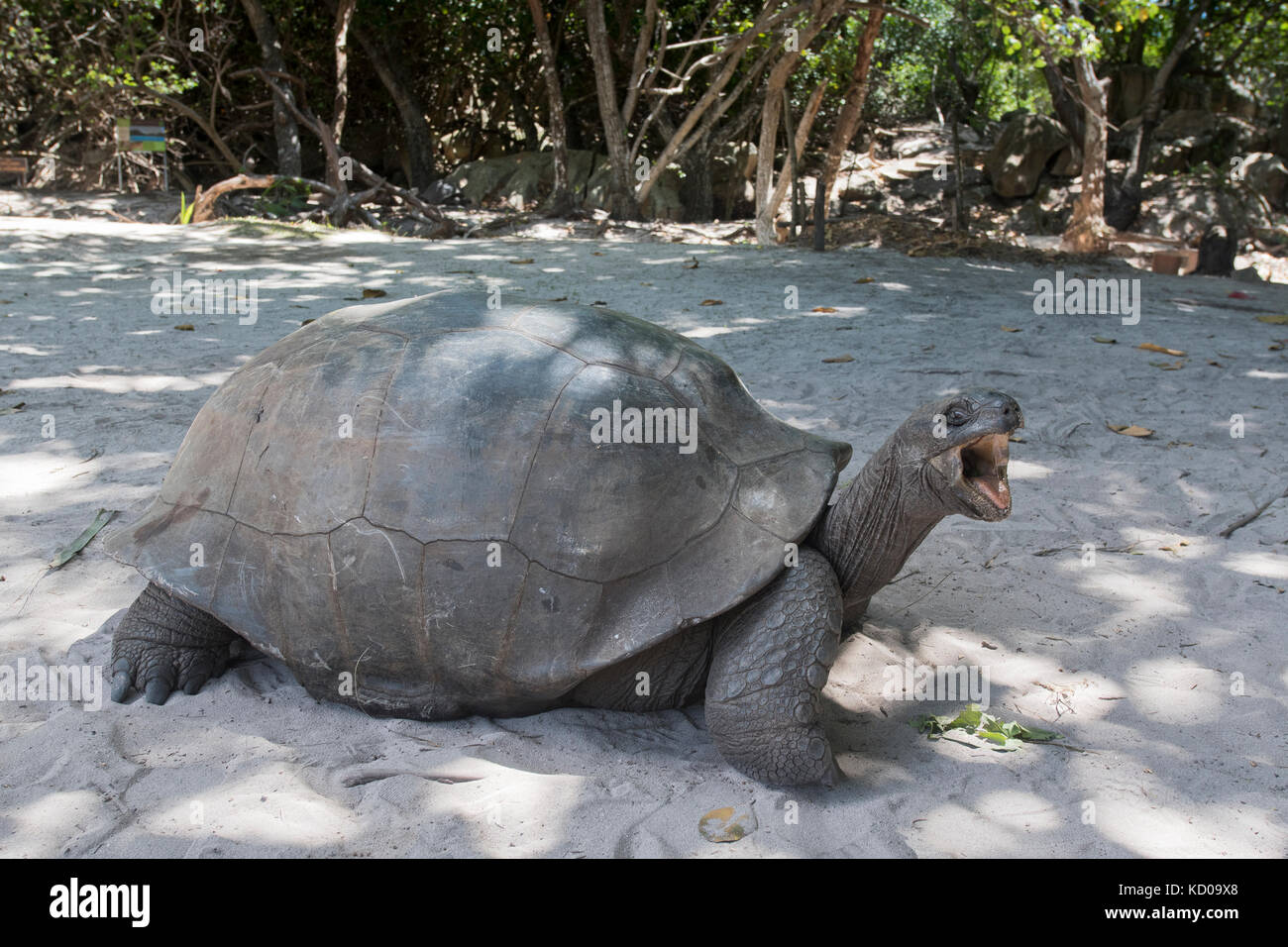 Tortue géante d'Aldabra (aldabrachelys gigantea), Praslin, seychelles Banque D'Images