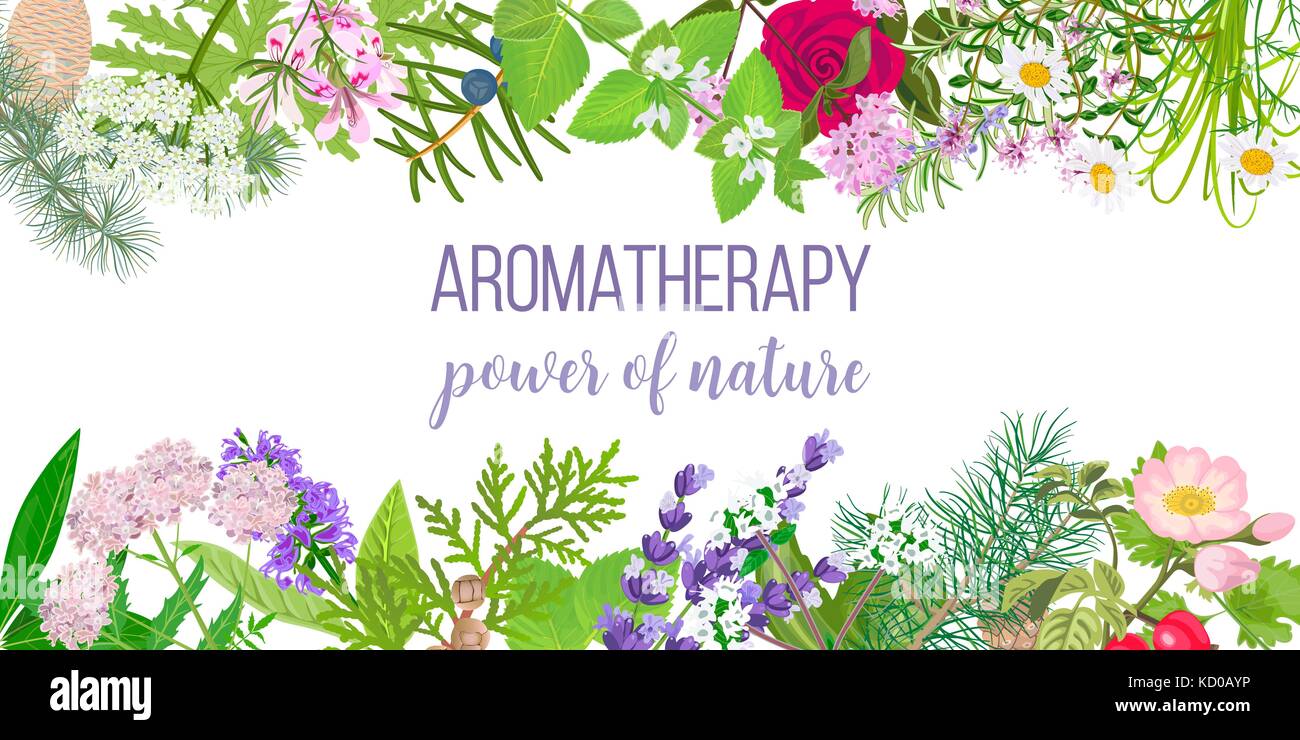 Carte avec les plantes huile essentielle. frame ornement avec texte de l'aromathérapie. puissance de la nature Illustration de Vecteur