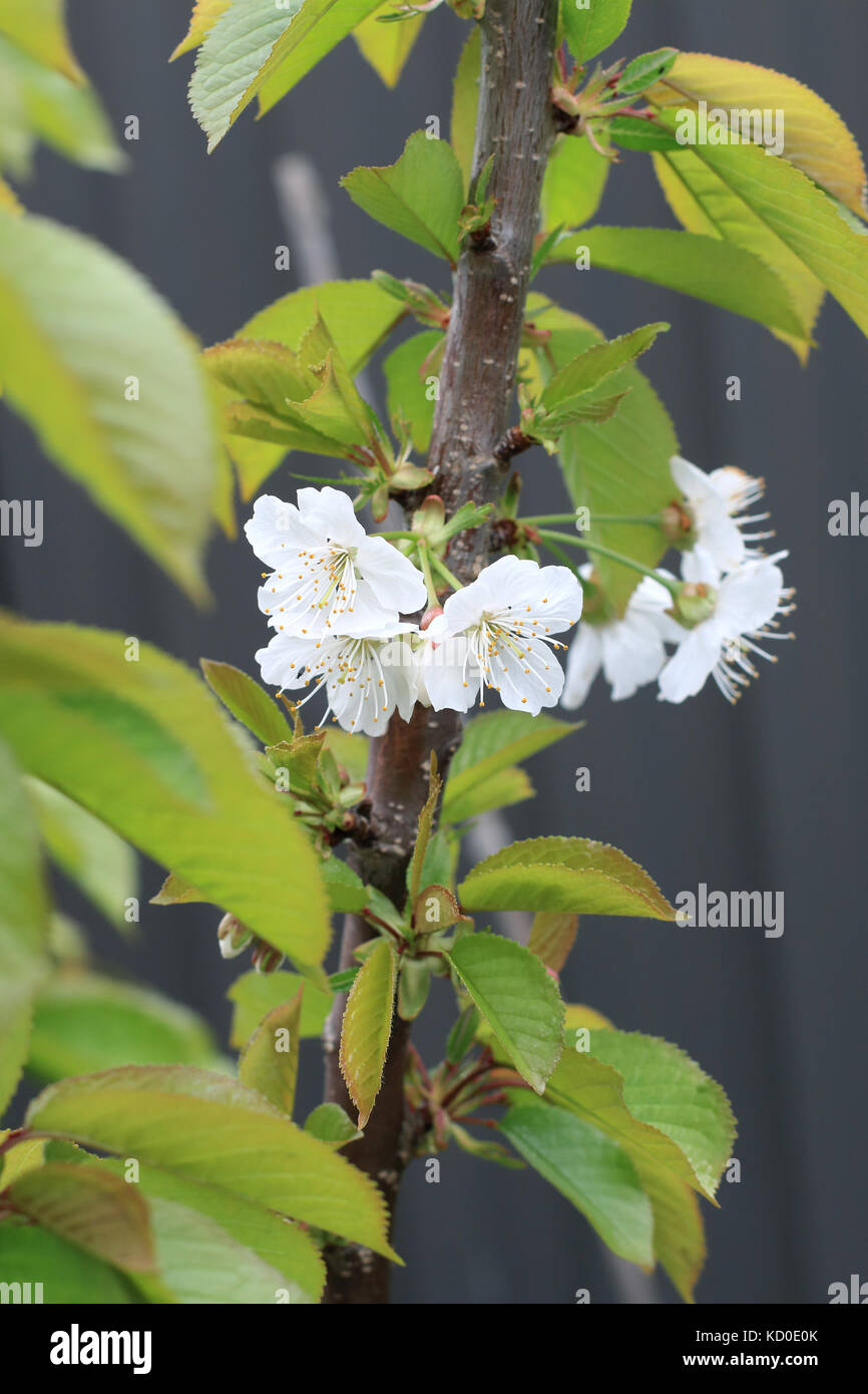 Gros plan de lapins cherry des fleurs au printemps Banque D'Images