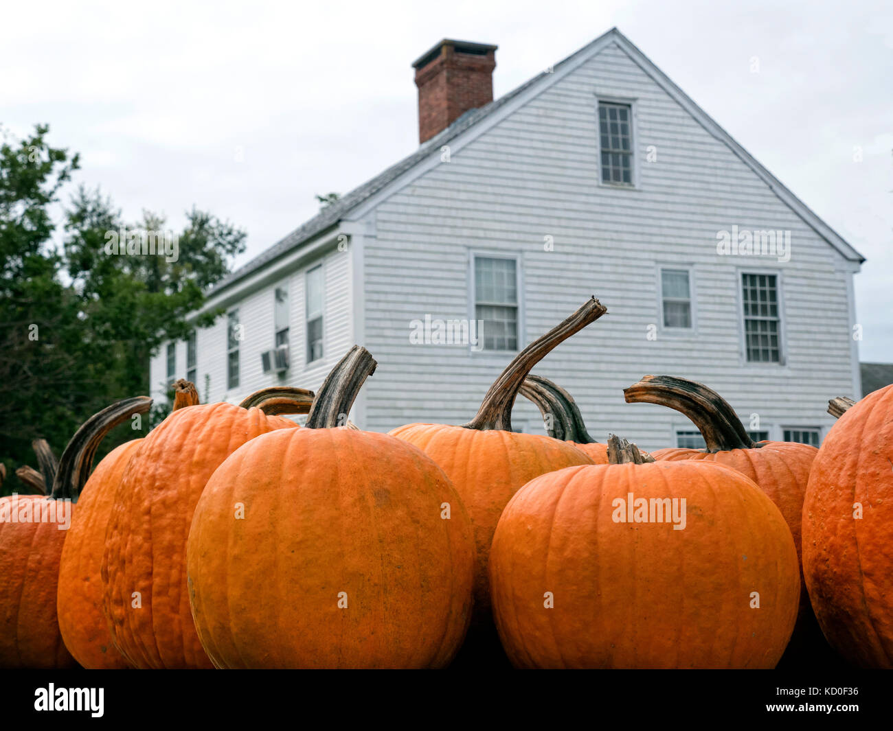 New England pumpkin farm sur cape cod, ma usa Banque D'Images