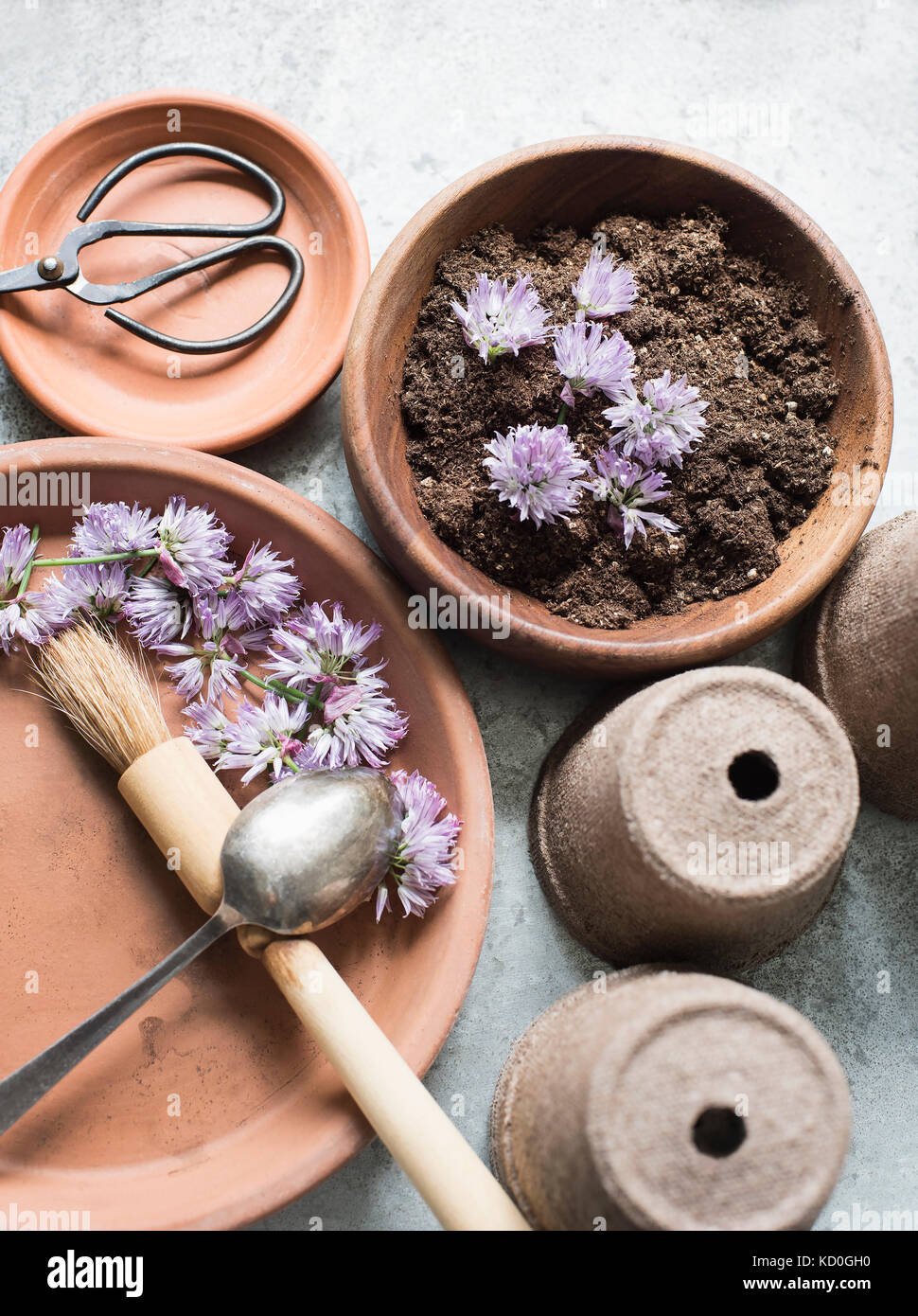 Chef de la ciboulette secs prêts pour la plantation de fleurs Banque D'Images