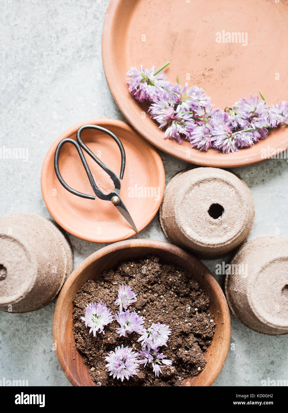 Chef de la ciboulette secs prêts pour la plantation de fleurs Banque D'Images