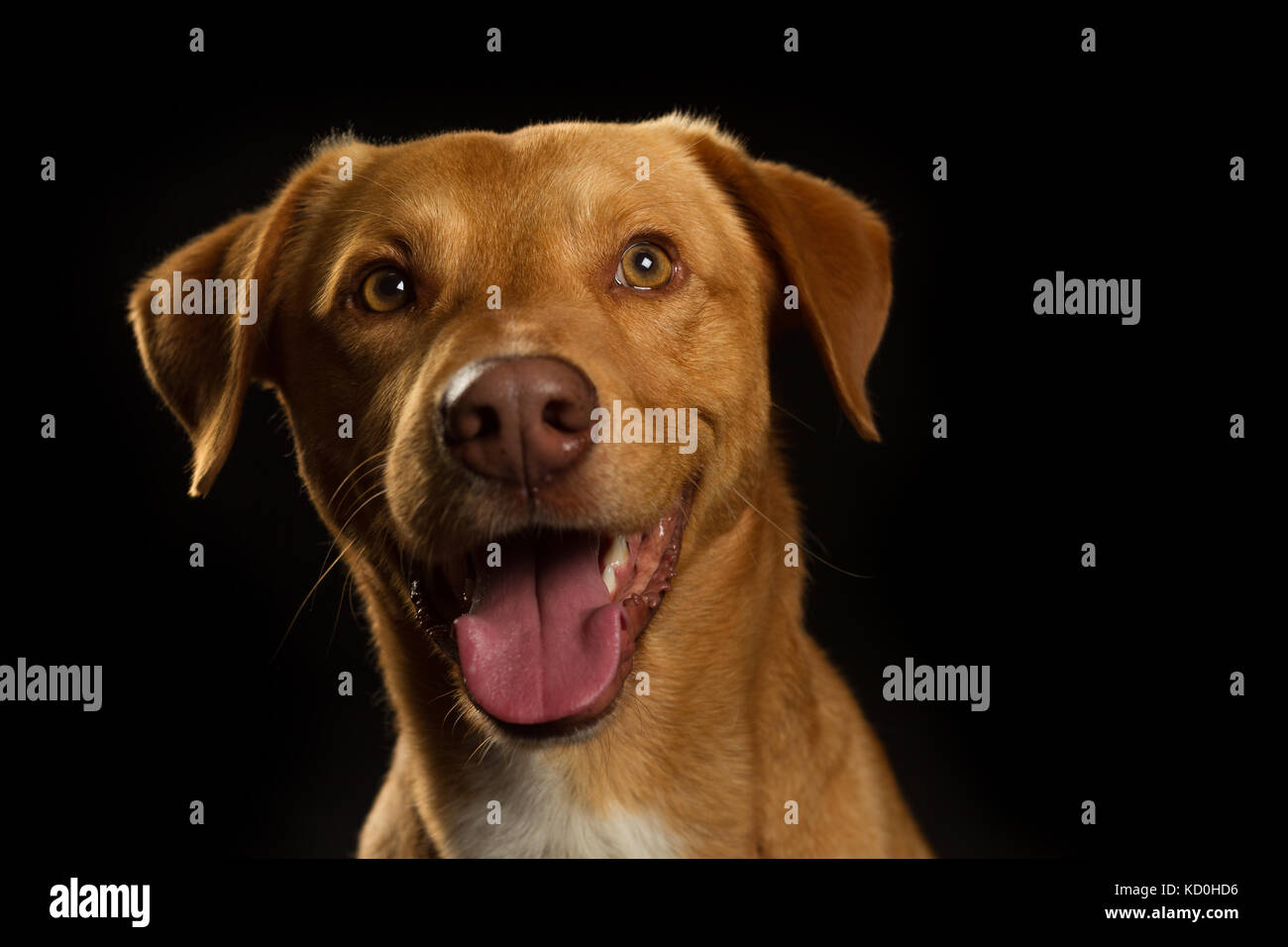 Portrait de chien animal sticking tongue out Banque D'Images