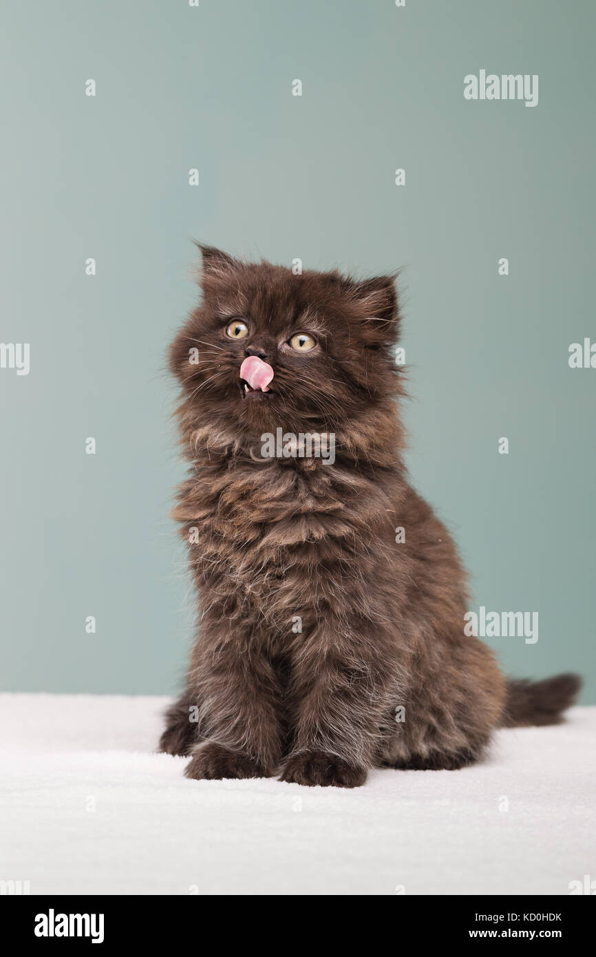 Chaton persan sticking out tongue Banque D'Images