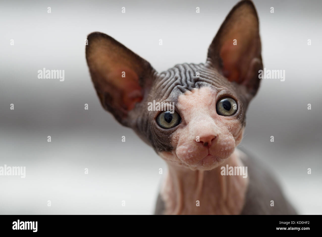 Portrait de l'animal chat sphynx looking away Banque D'Images