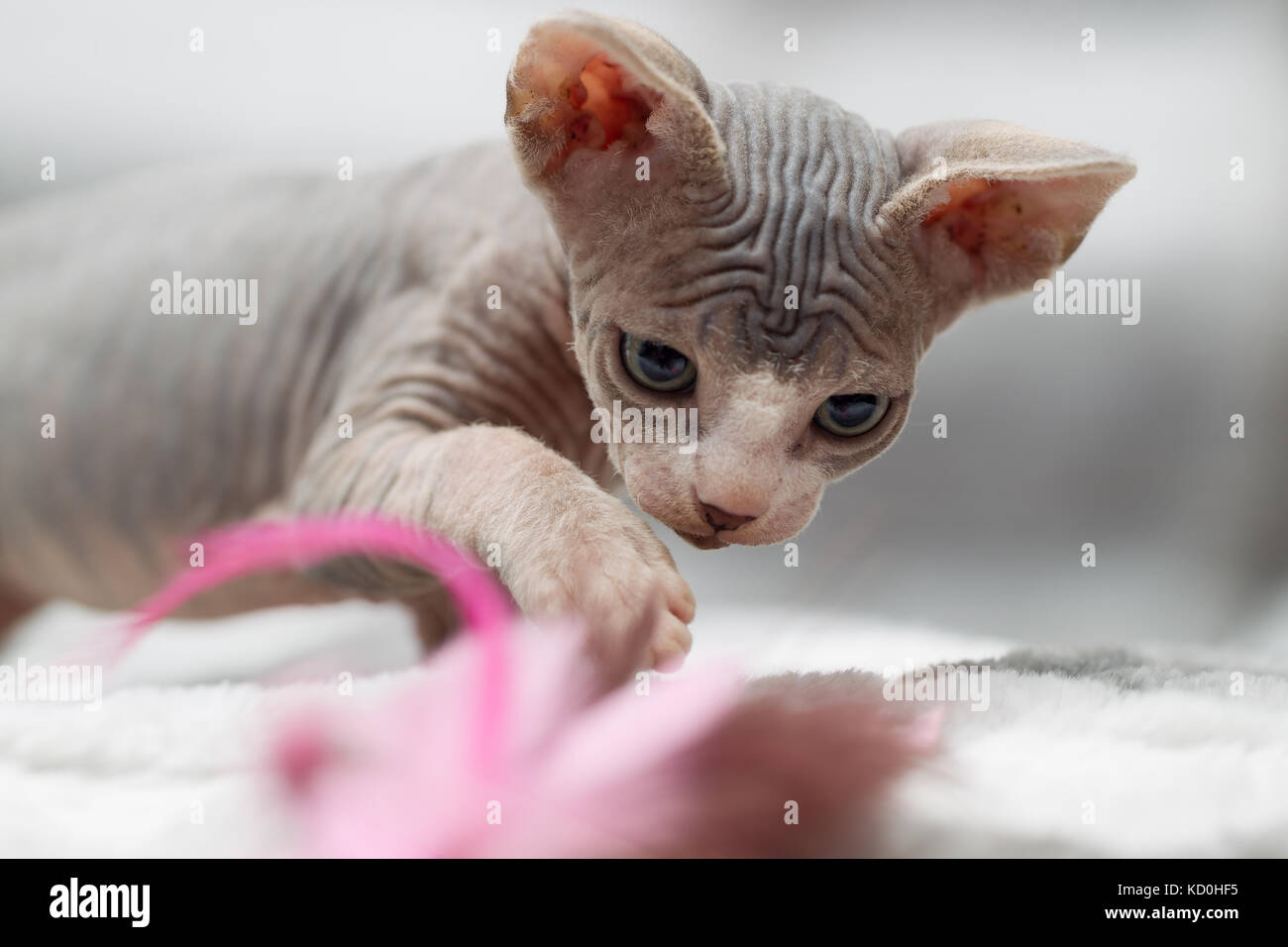 Sphynx chat jouant avec cat toy Banque D'Images