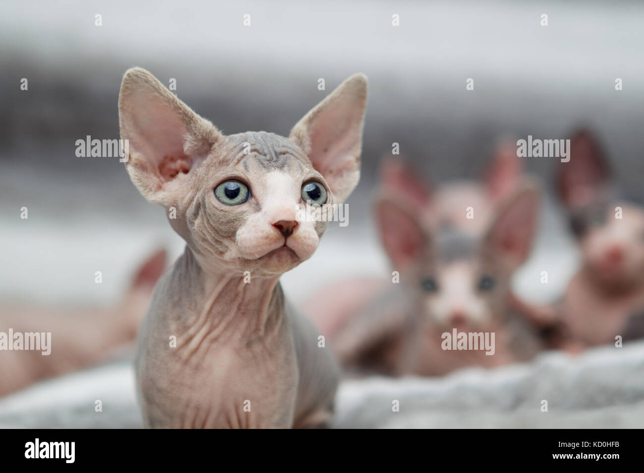 Portrait de l'animal chat sphynx looking away Banque D'Images