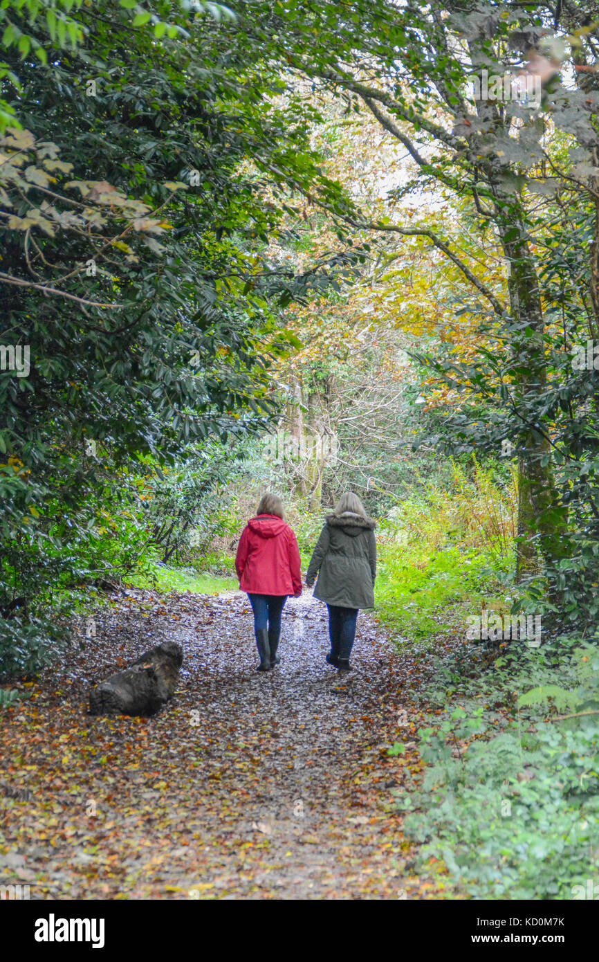 Tehidy Woods, près de Hayle, Cornwall, UK. 8 octobre 2017. Météo britannique. Après un début de journée bruine, dimanche après-midi était idéal pour un après-midi agréable promenade dans le bois - avec les écureuils occupés à la récolte des noix de la marchette. Crédit : Simon Maycock/Alamy Live News Banque D'Images