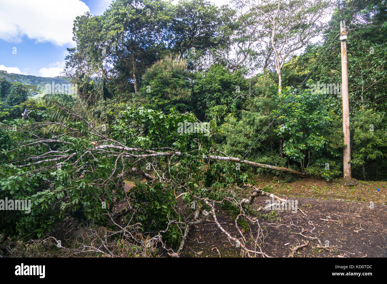 Les arbres et les lignes électriques vers le bas après une forte tempête tropicale vents destructeurs de la force près de El valle de Anton, panama. crédit : urs hauenstein/Alamy live news Banque D'Images