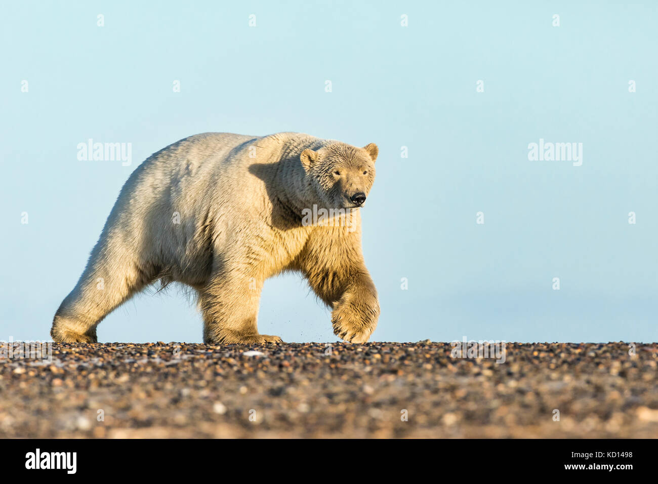 Ours Polaire Ursus Maritimus Marchant Sur Une le barri re Le Long De ours-polaire-ursus-maritimus-marchant-sur-une-le-barri-re-le-long-de