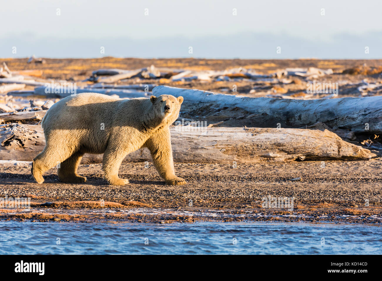 Ours Polaire Ursus Maritimus Marchant Sur Une le barri re Le Long De 