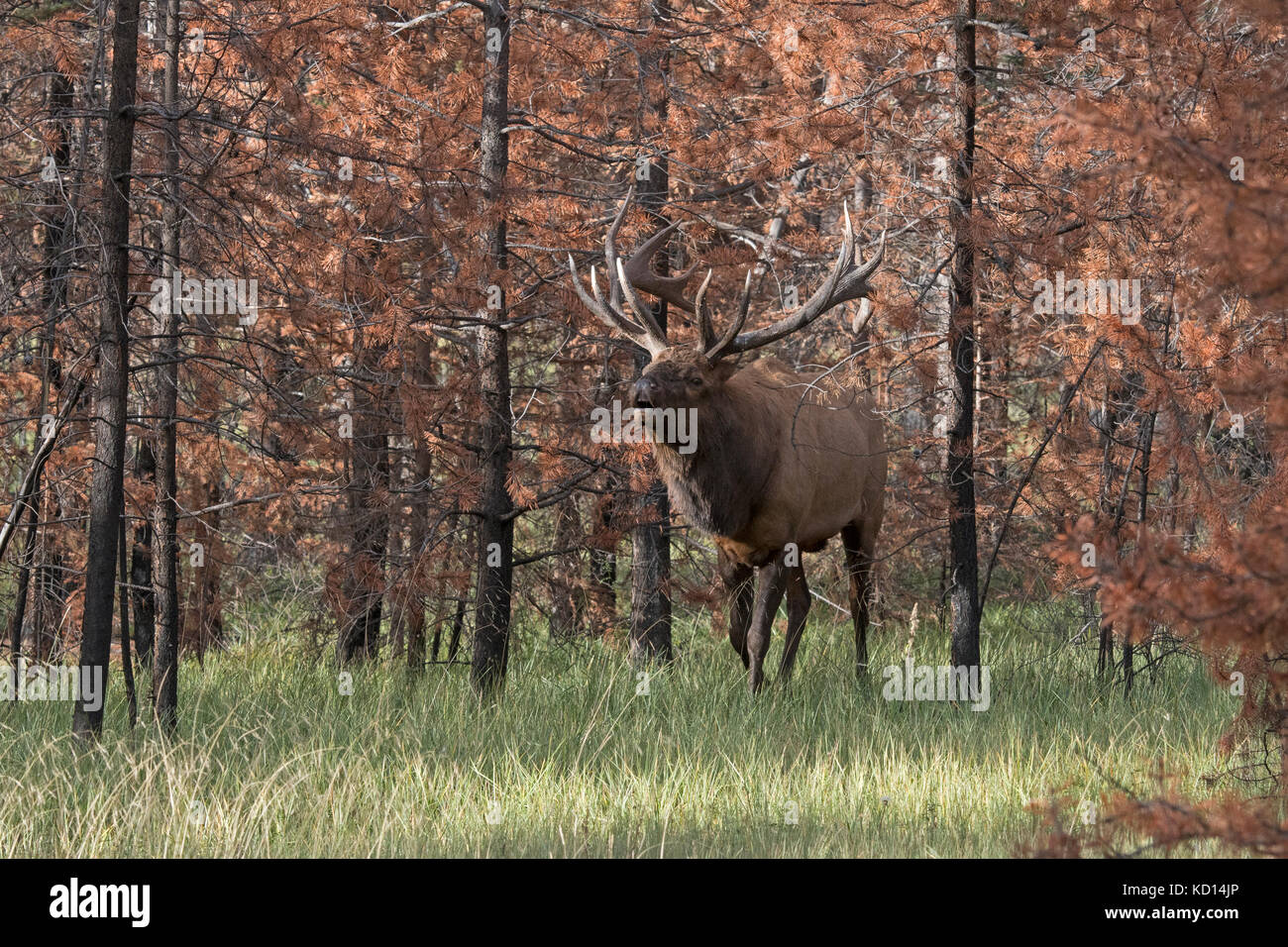 Bull brames (mâle) le wapiti (Cervus canadensis), Jasper National Park, Alberta, Canada, dans la zone d'incendie de forêt brûlée Banque D'Images