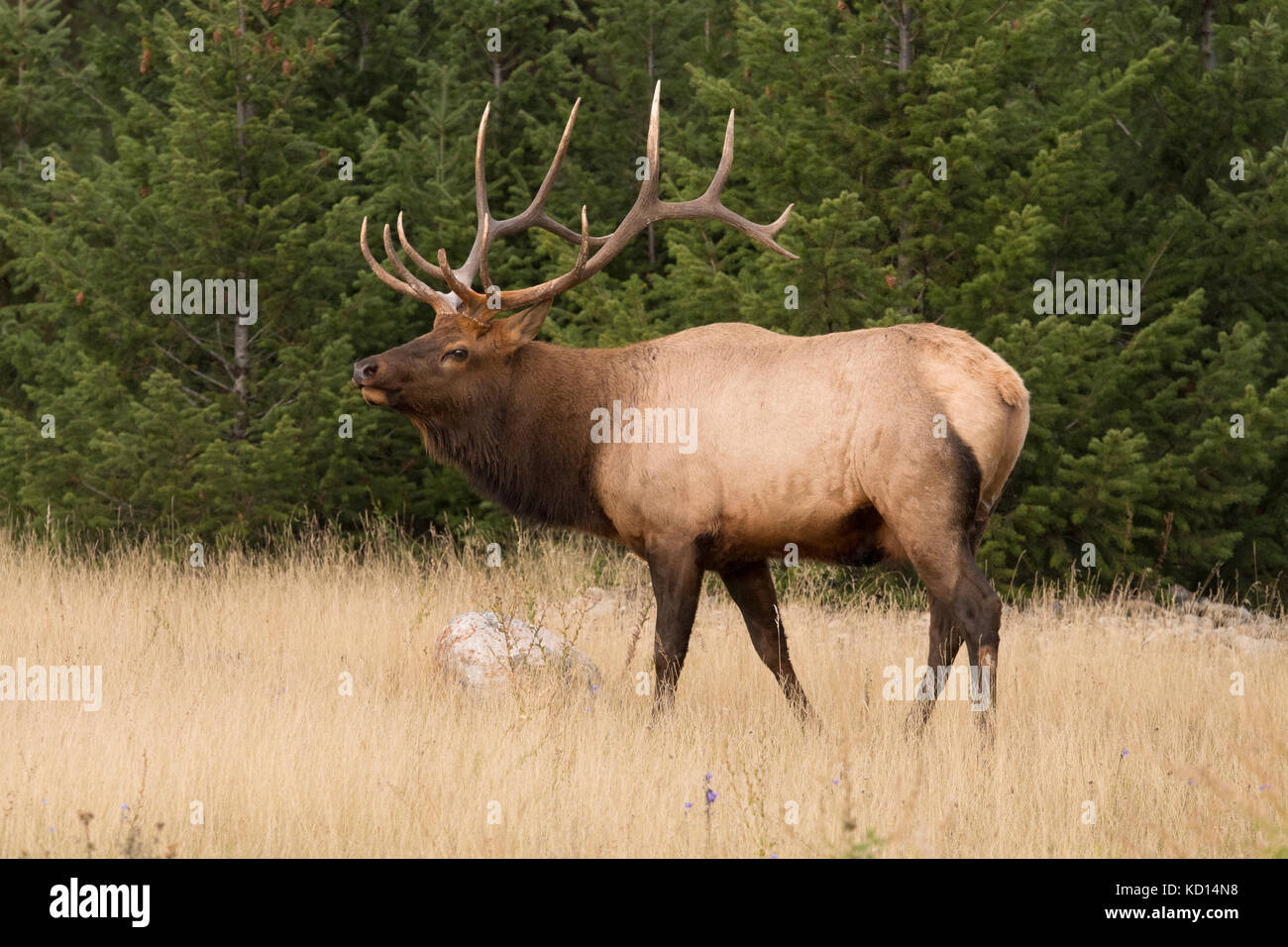 Bull (mâle) le wapiti (Cervus canadensis), Jasper National Park, Alberta, Canada Banque D'Images