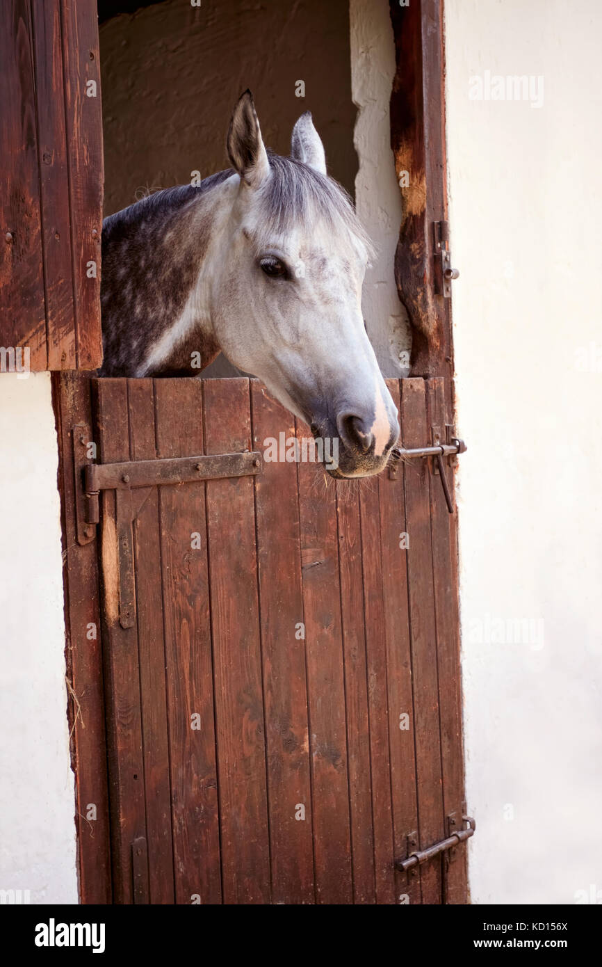 Dans l'écurie de chevaux de course Banque D'Images