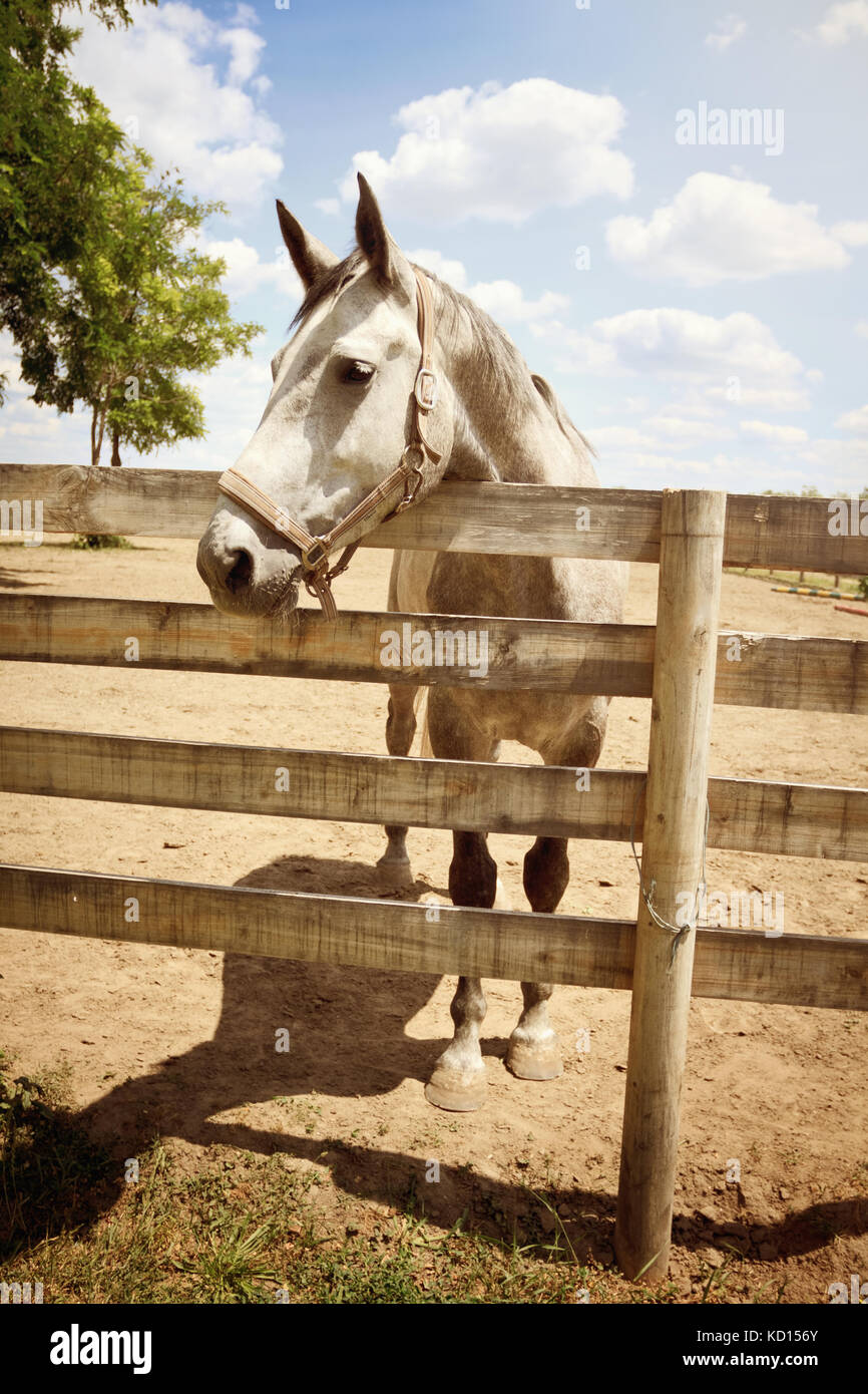 Belle horse on farm Banque D'Images