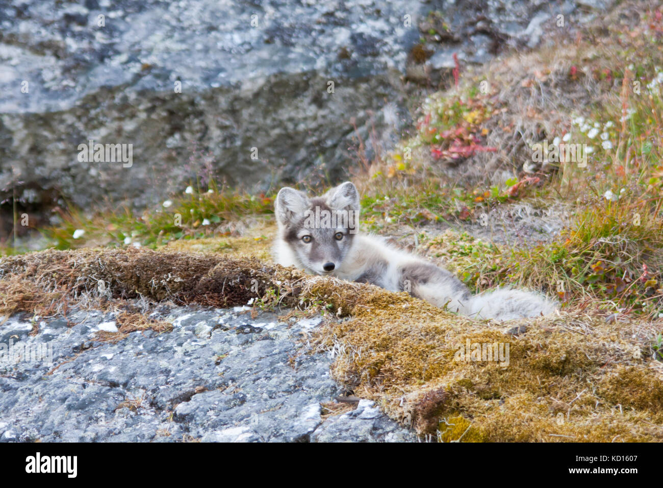 Le renard arctique (Vulpes lagopus) Banque D'Images