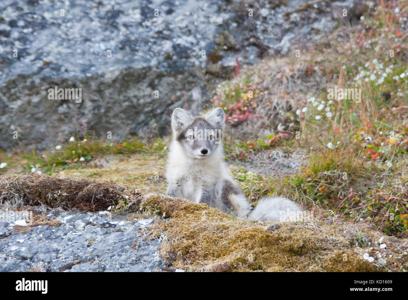 Le renard arctique (Vulpes lagopus) Banque D'Images